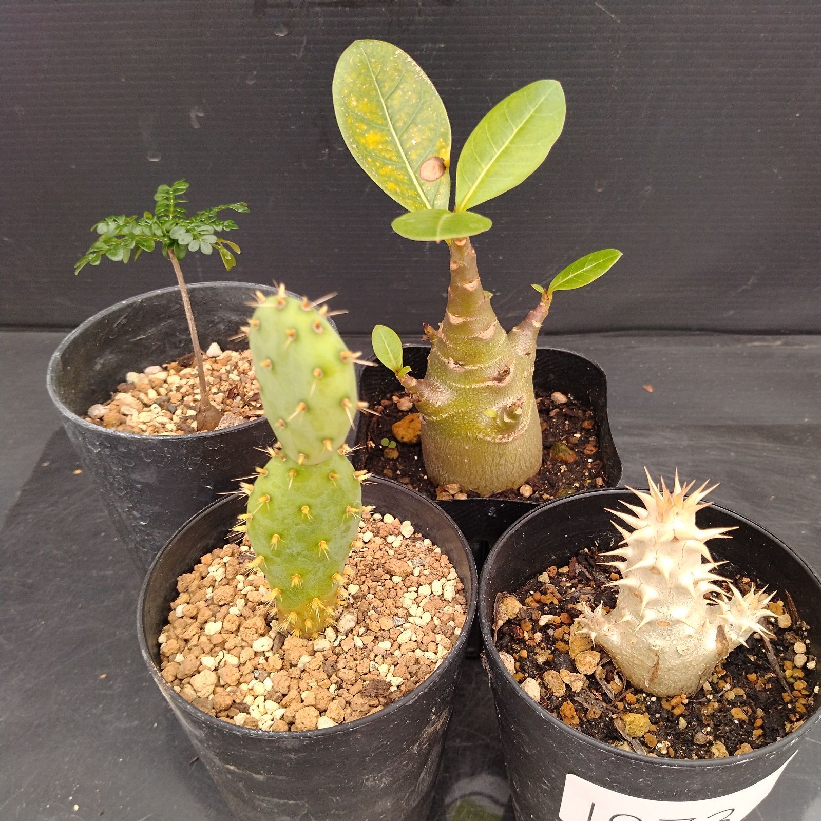 I073【自社養生株】実生 4株セット（Pホロンベンセ、Pソマレンセ、O