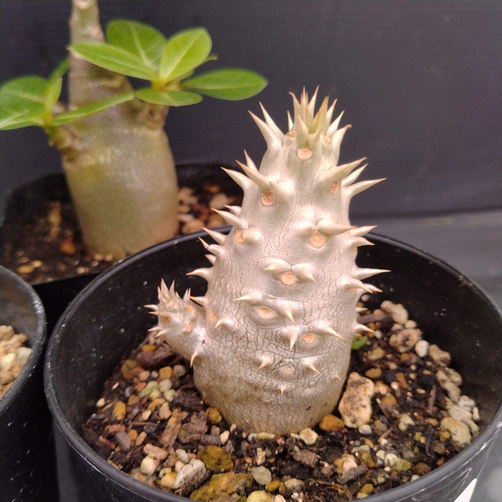 I074【自社養生株】実生 4株セット（Pホロンベンセ、Pソマレンセ、O