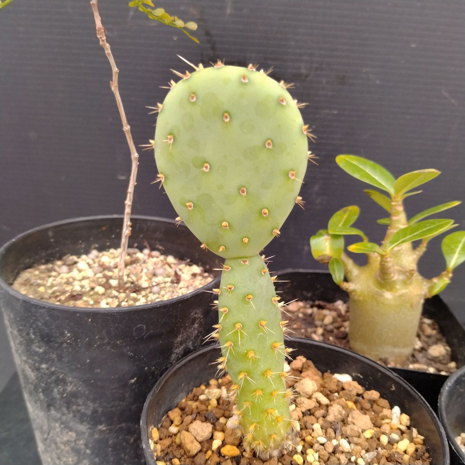 I077【自社養生株】実生 4株セット（Pホロンベンセ、Pソマレンセ、O