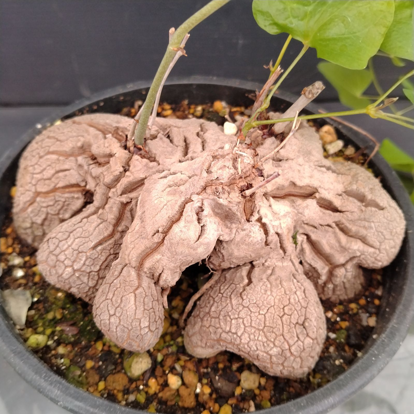 I079【自社養生株】ディオスコレア アフリカ亀甲竜（M）（発根株