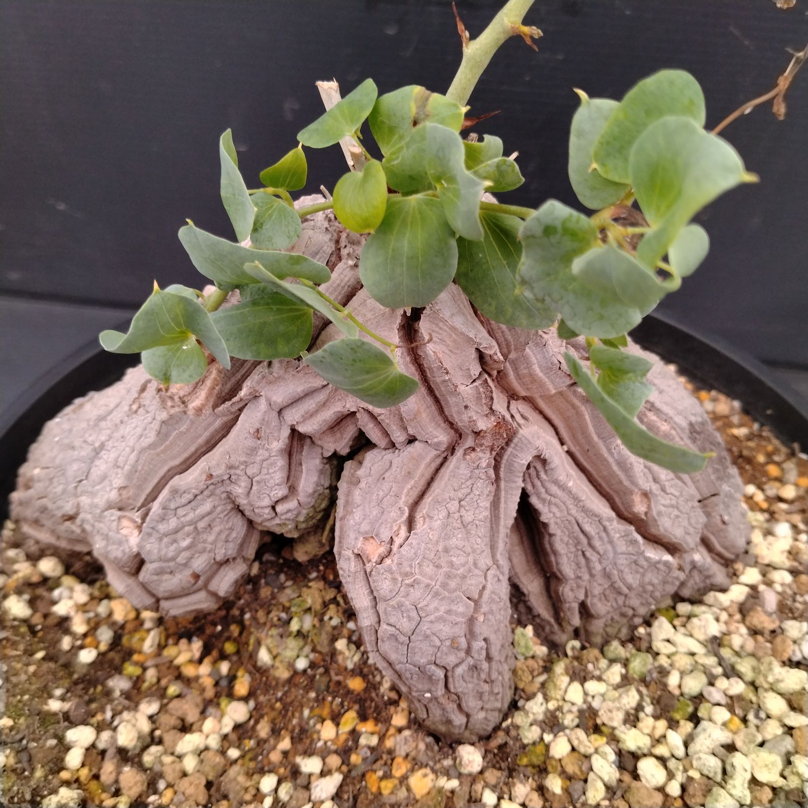 I080【自社養生株】ディオスコレア アフリカ亀甲竜（M）（発根株