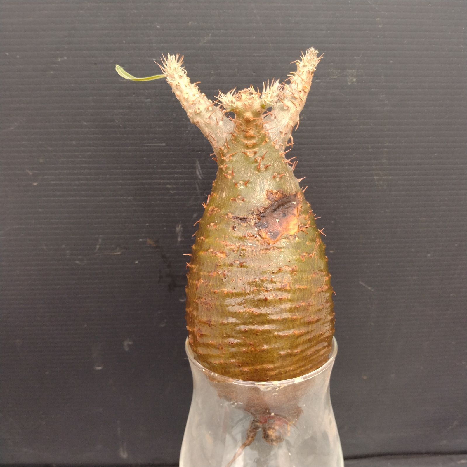 I088【自社養生水耕株】Pachypodium グラキリス（現地球・抜き苗