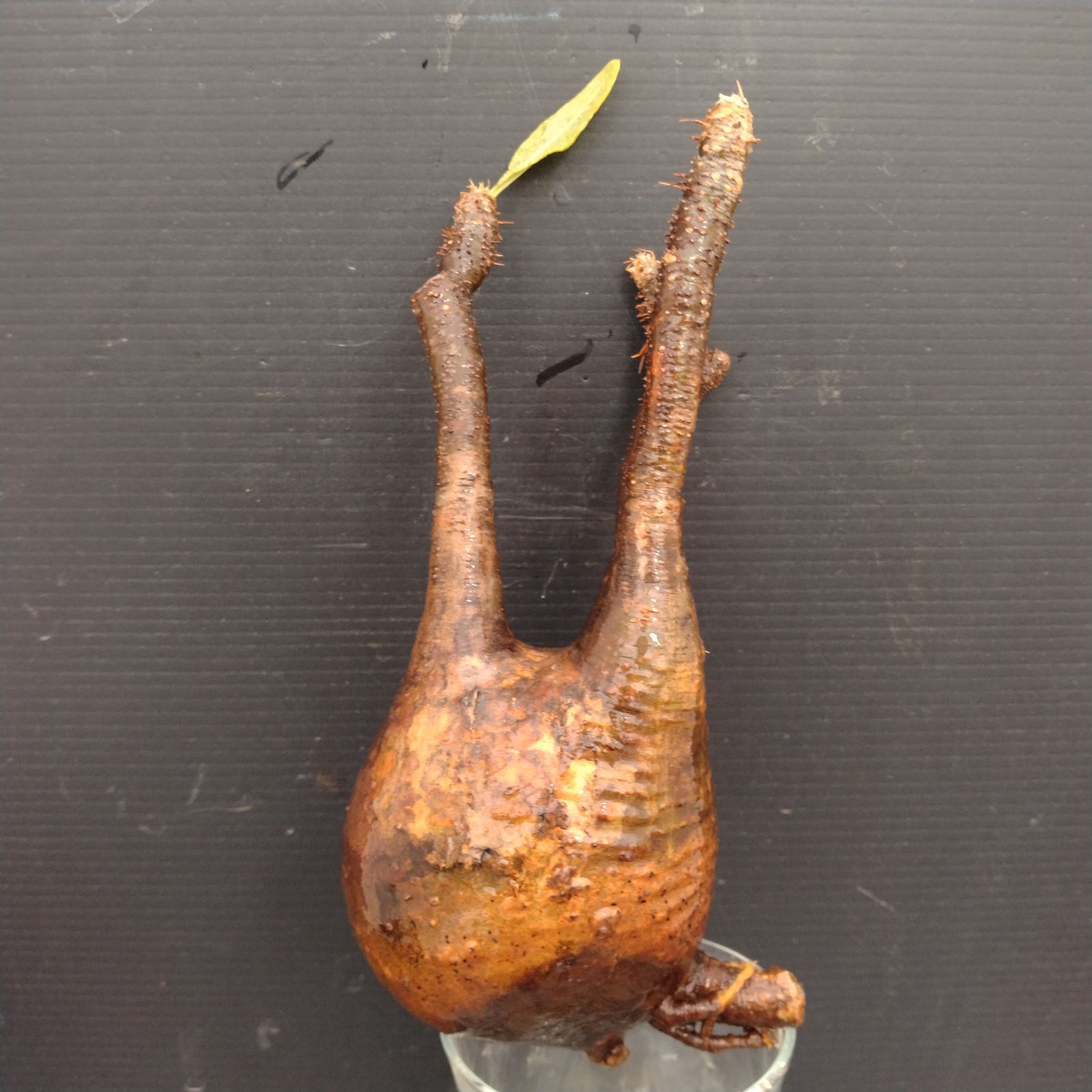 I095【自社養生水耕株】Pachypodium グラキリス（現地球・抜き苗