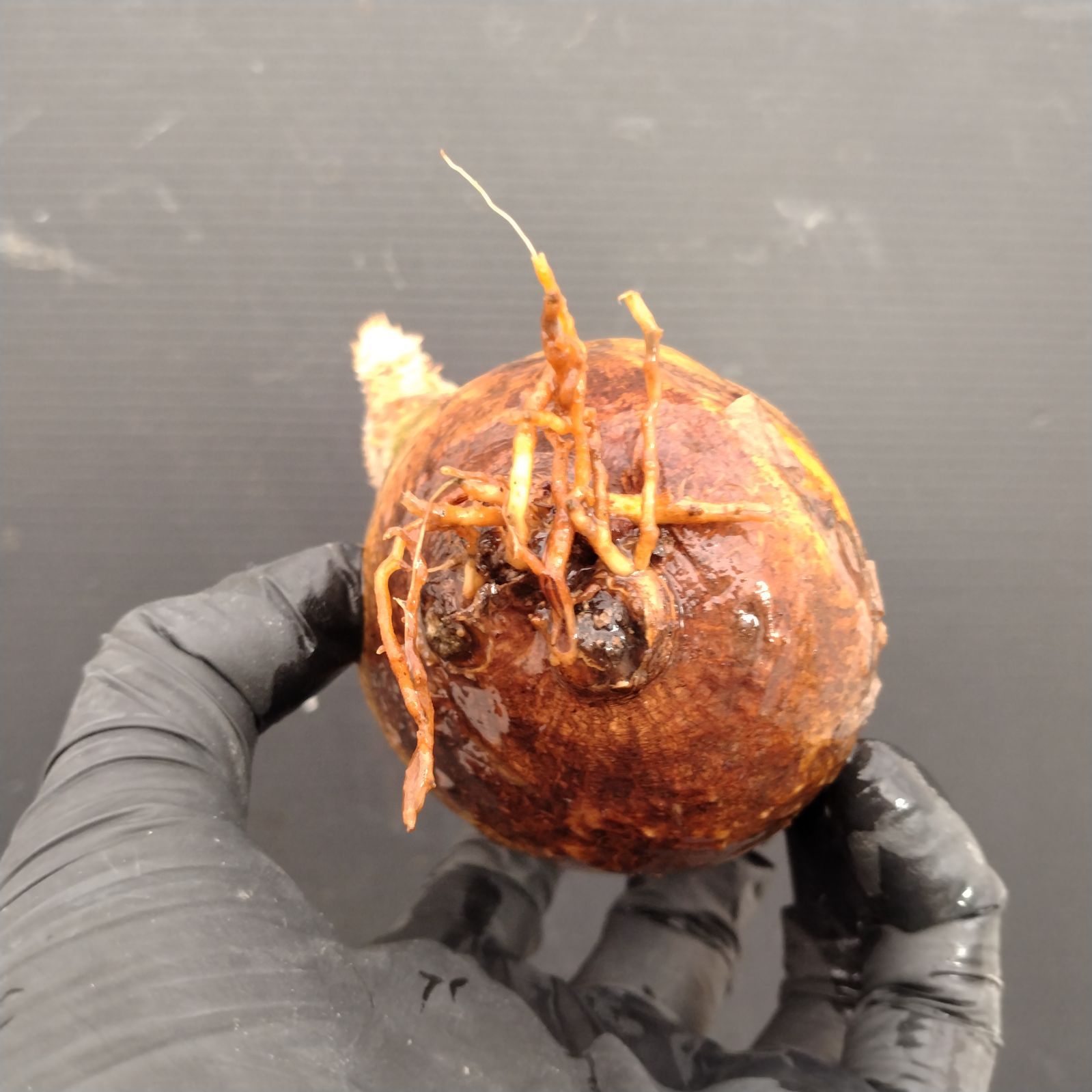 I110【自社養生水耕株】Pachypodium エニグマティクム（現地球・抜き苗