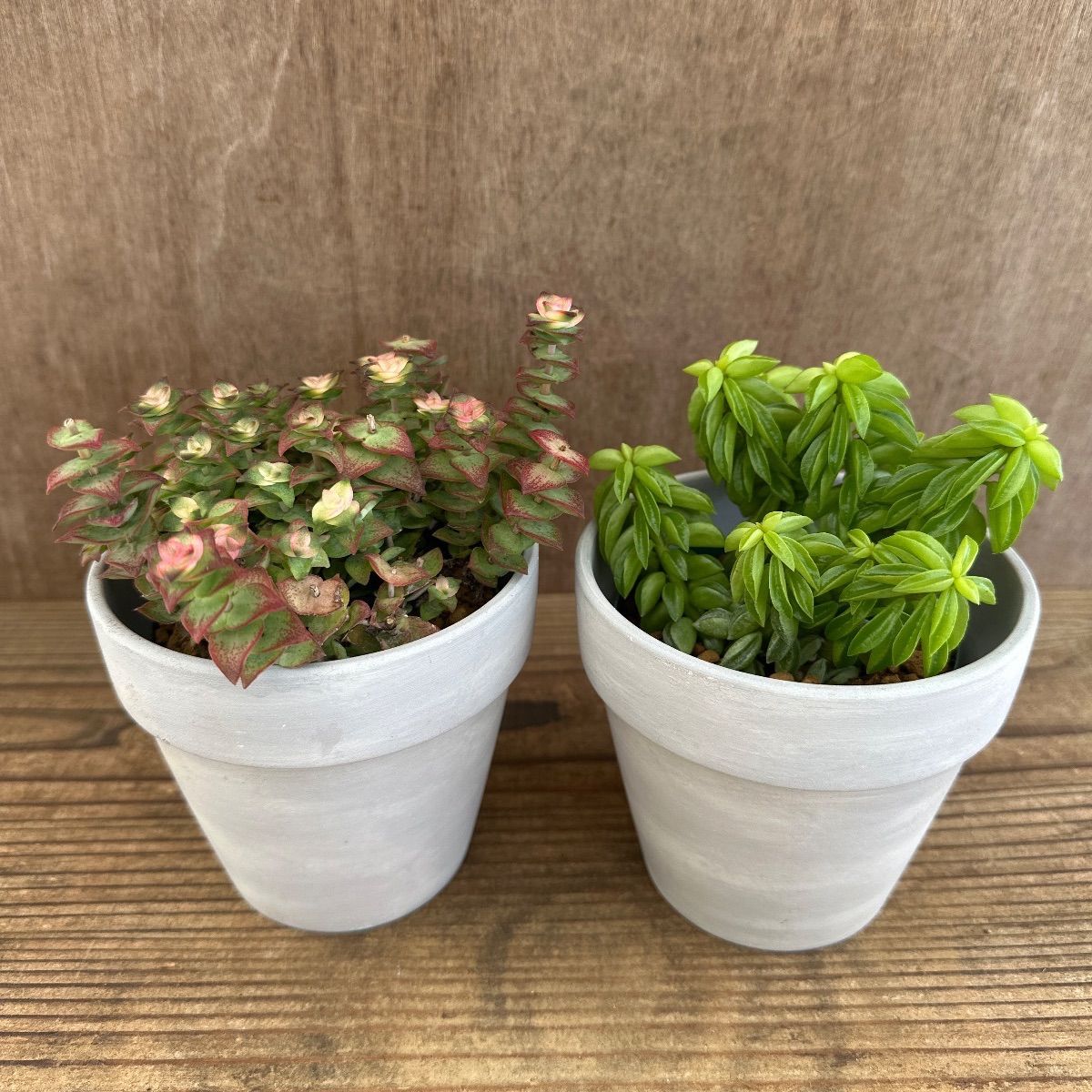 Top【選抜株】多肉植物　18891 ベゴニア綴化24個　鉢無し/脱土 Top【選抜株】多肉植物 18891 ベゴニア綴化24個 鉢無し/脱土 Top【