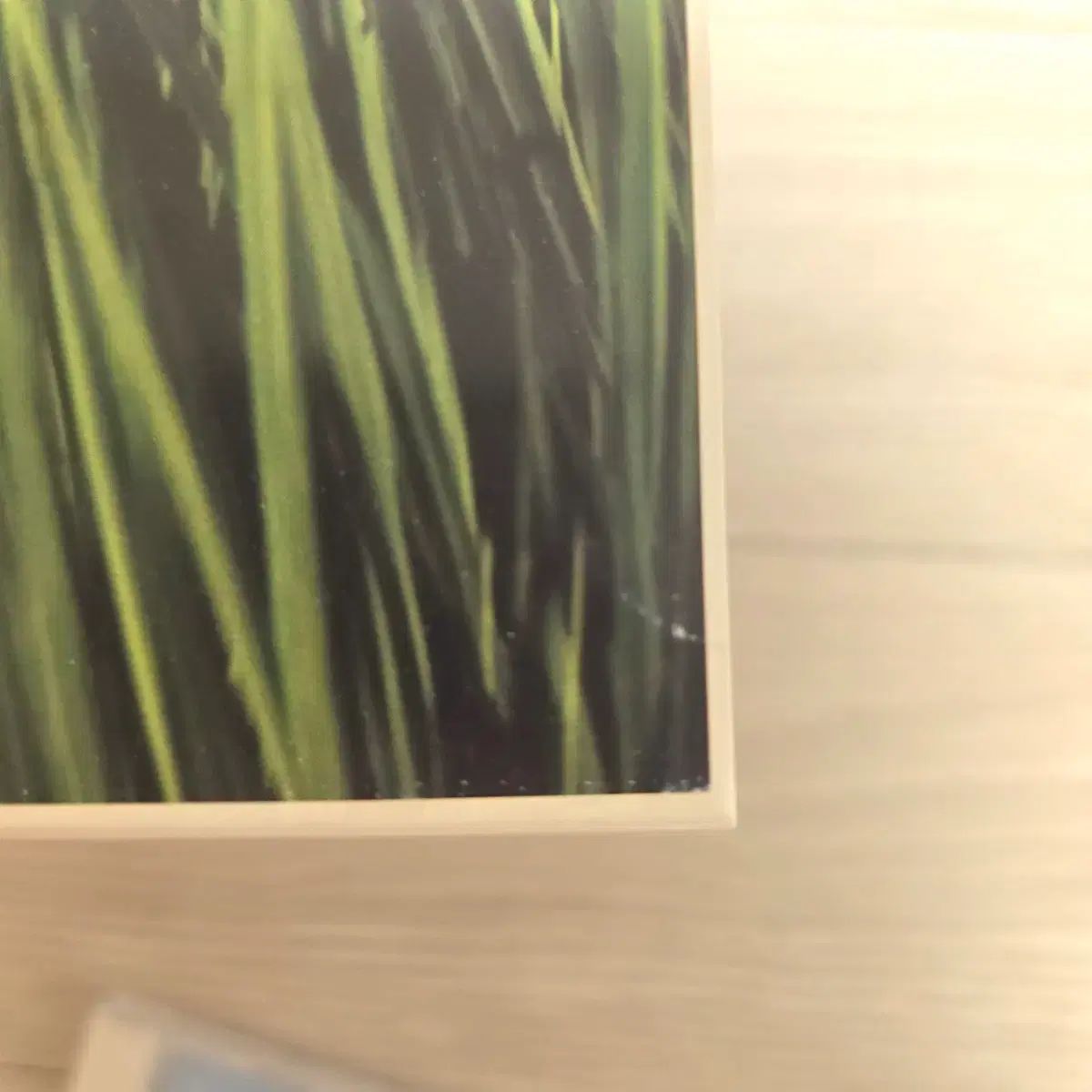 LILY シュシュの