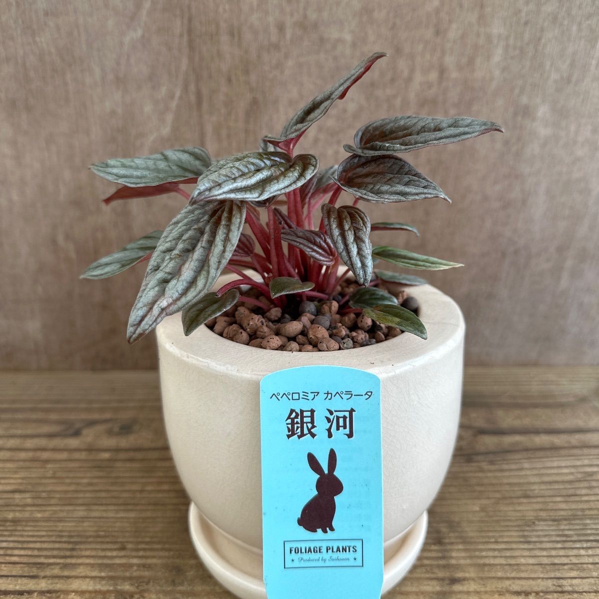 ペペロミアカペラータ銀河 陶器鉢 現品 Peperomia Ruiz et Pav.銀河