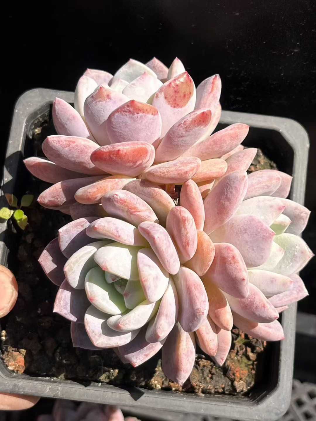 新入荷 オレンジモンロー群生 24株セット 抜き苗 美苗 エケベリア 多肉植物 佐川発送 Z 67