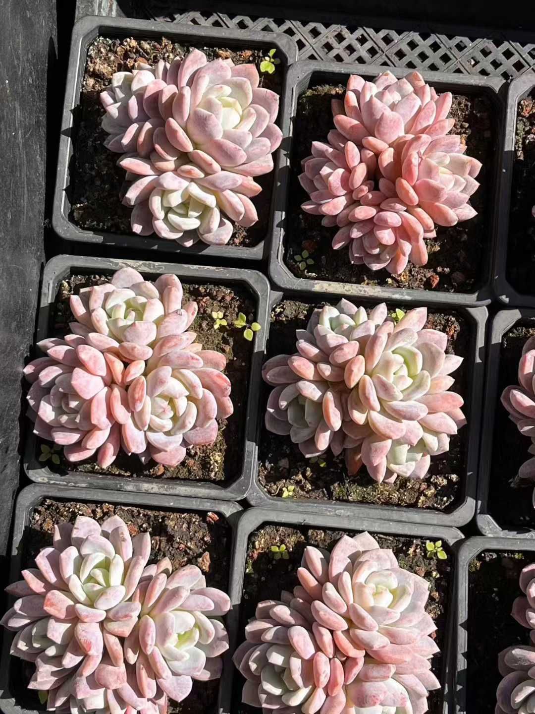 新入荷 オレンジモンロー群生 24株セット 抜き苗 美苗 エケベリア 多肉