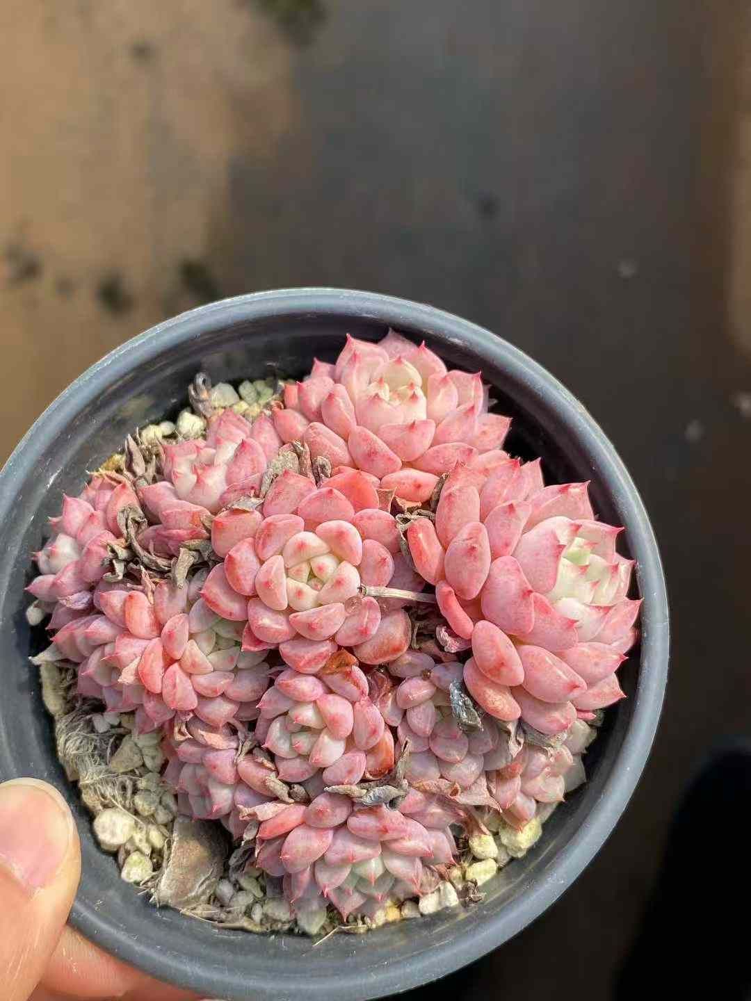 新入荷 キュートバブル 24株セット 抜き苗 美苗 エケベリア 多肉植物 佐川発送 Z 71