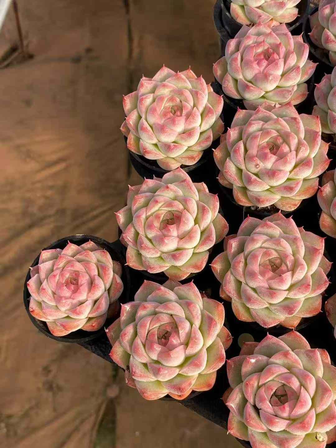 新入荷 モモクィーン 54株セット 抜き苗 美苗 エケベリア 多肉植物 佐川発送 Z 73