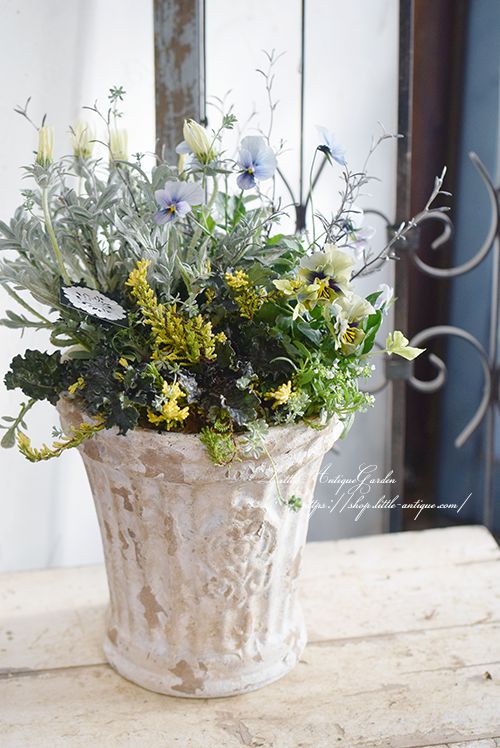 LittleAntiqueGardenの育てるアレンジメント マシェリ マダム入り ブルーシルバー系冬の寄せ植えギャザリング