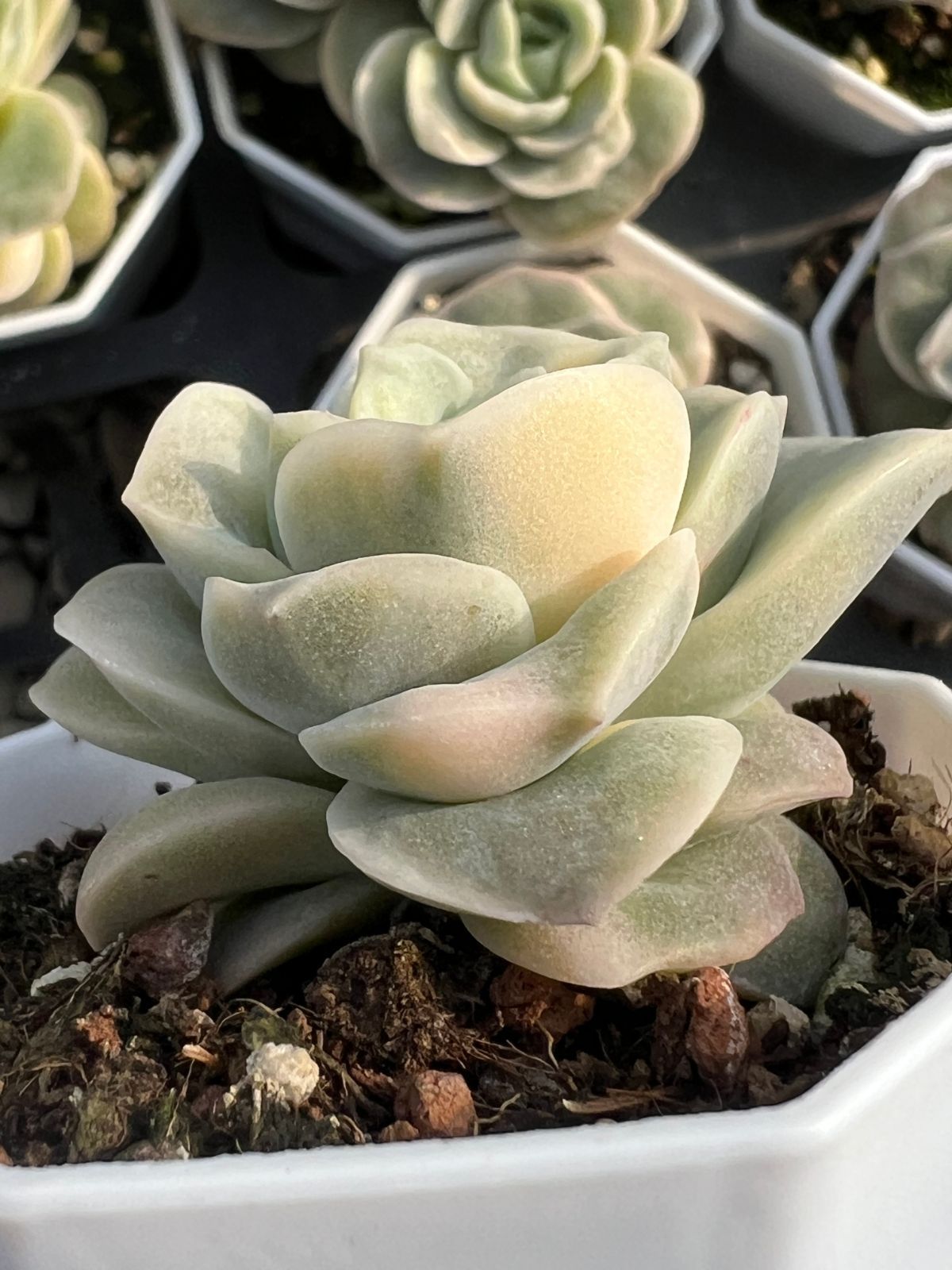 新入荷 ラブリーローズ錦 24株セット 抜き苗 美苗 エケベリア 多肉植物