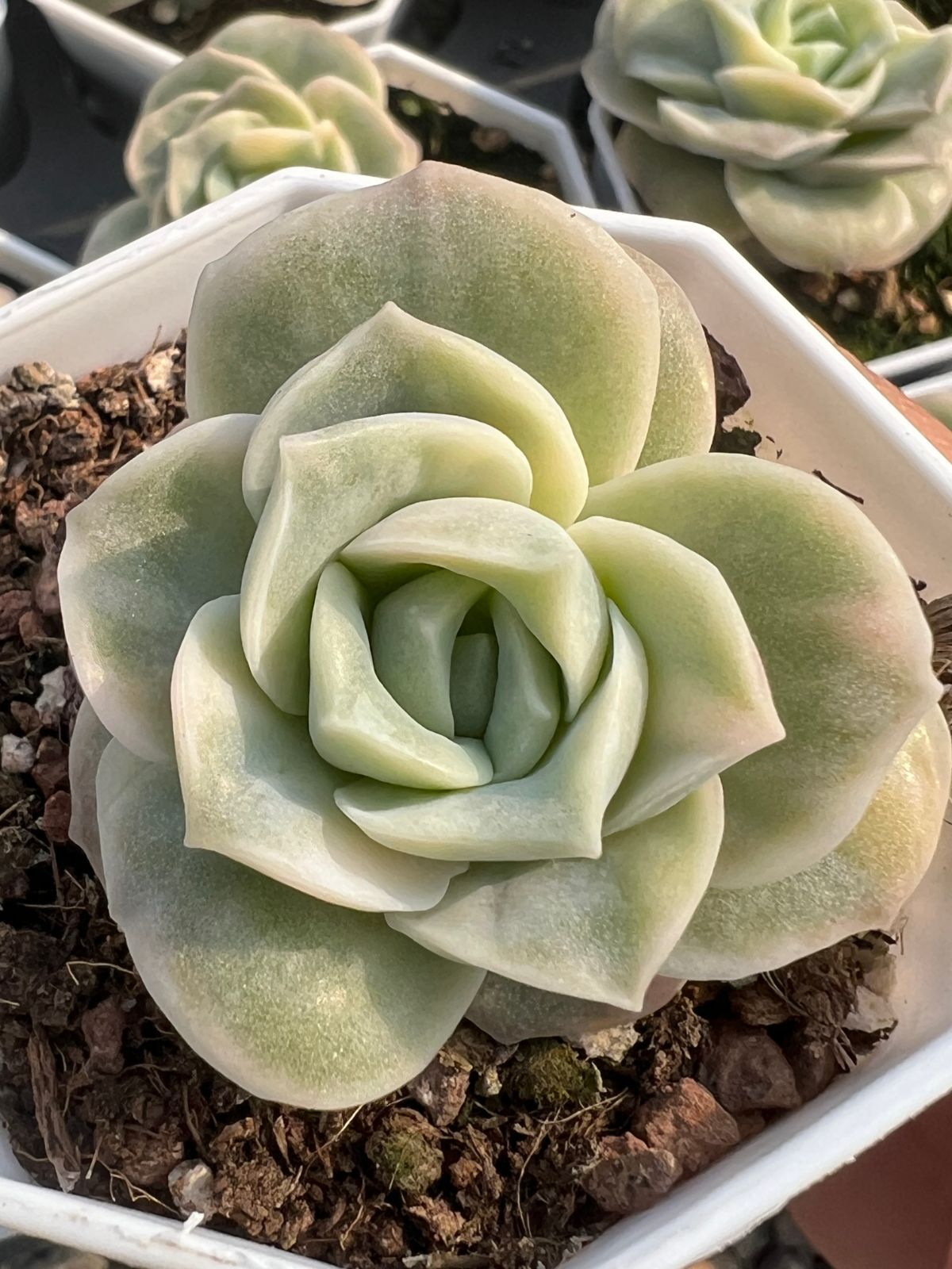 新入荷 ラブリーローズ錦 24株セット 抜き苗 美苗 エケベリア 多肉植物