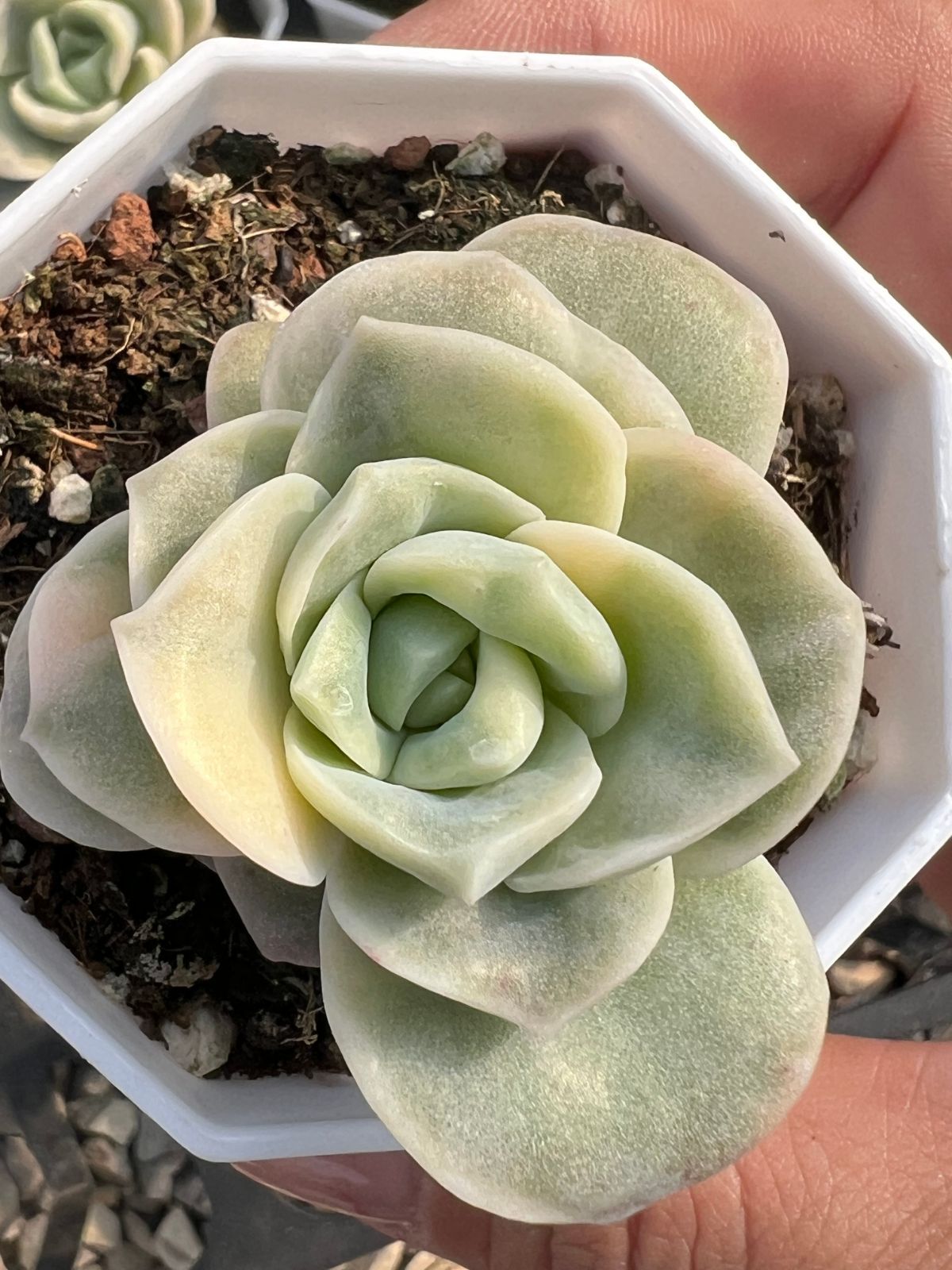 新入荷 ラブリーローズ錦 24株セット 抜き苗 美苗 エケベリア 多肉植物