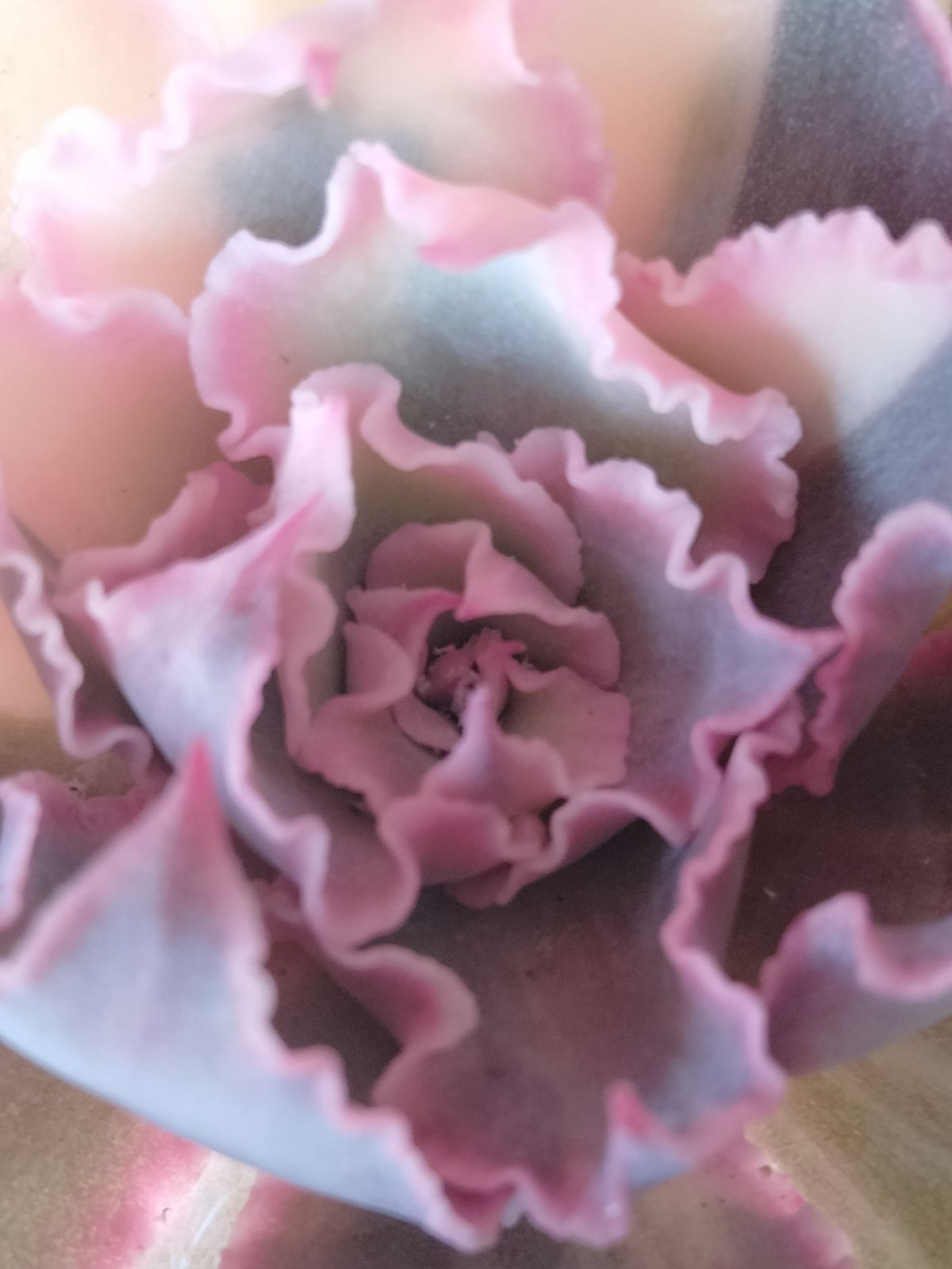 メルカリ便 フィレンツェ錦 小苗 - メルカリ