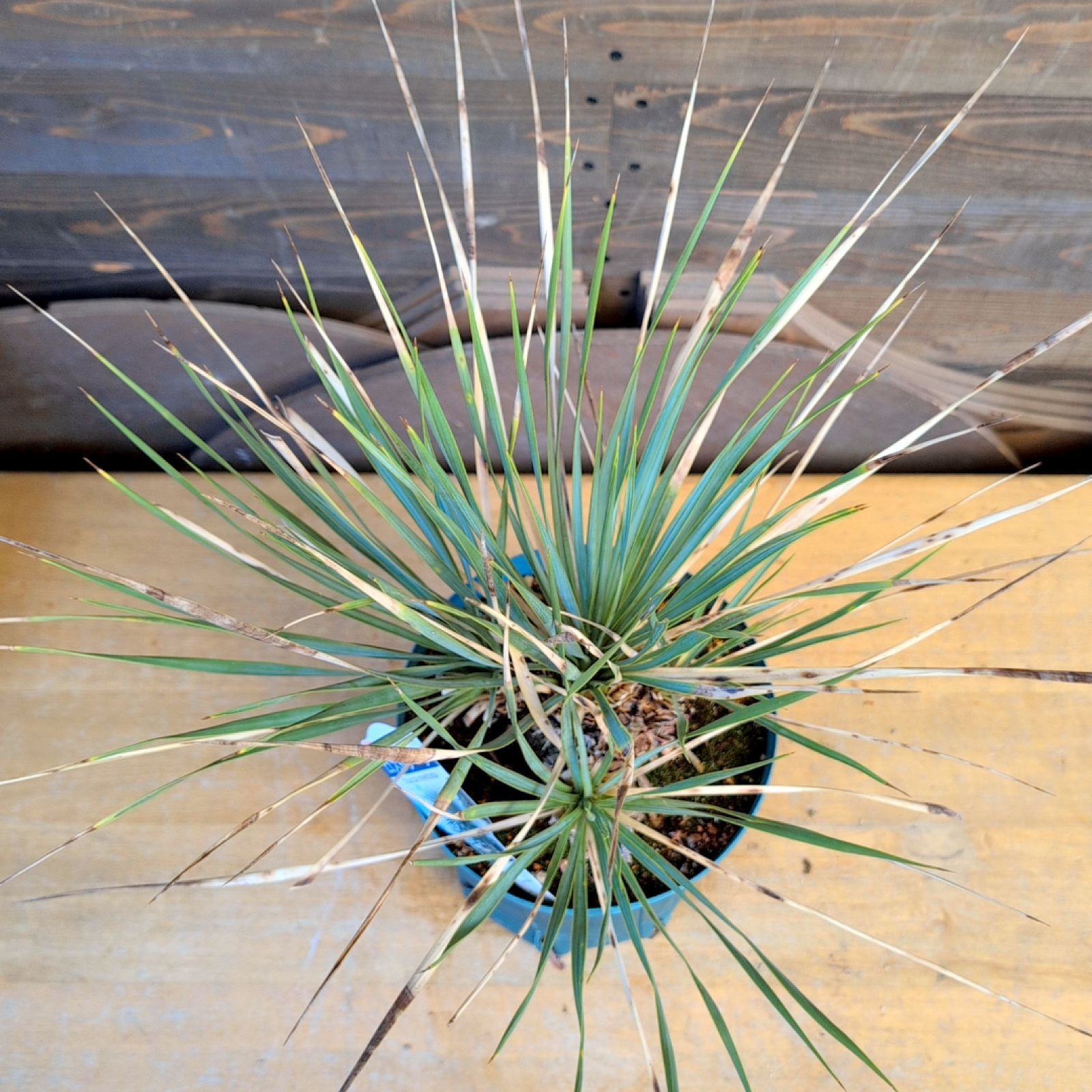 ユッカ ロストラータクワトロヘッド【現品発送】 4頭 実生株 鉢のまま