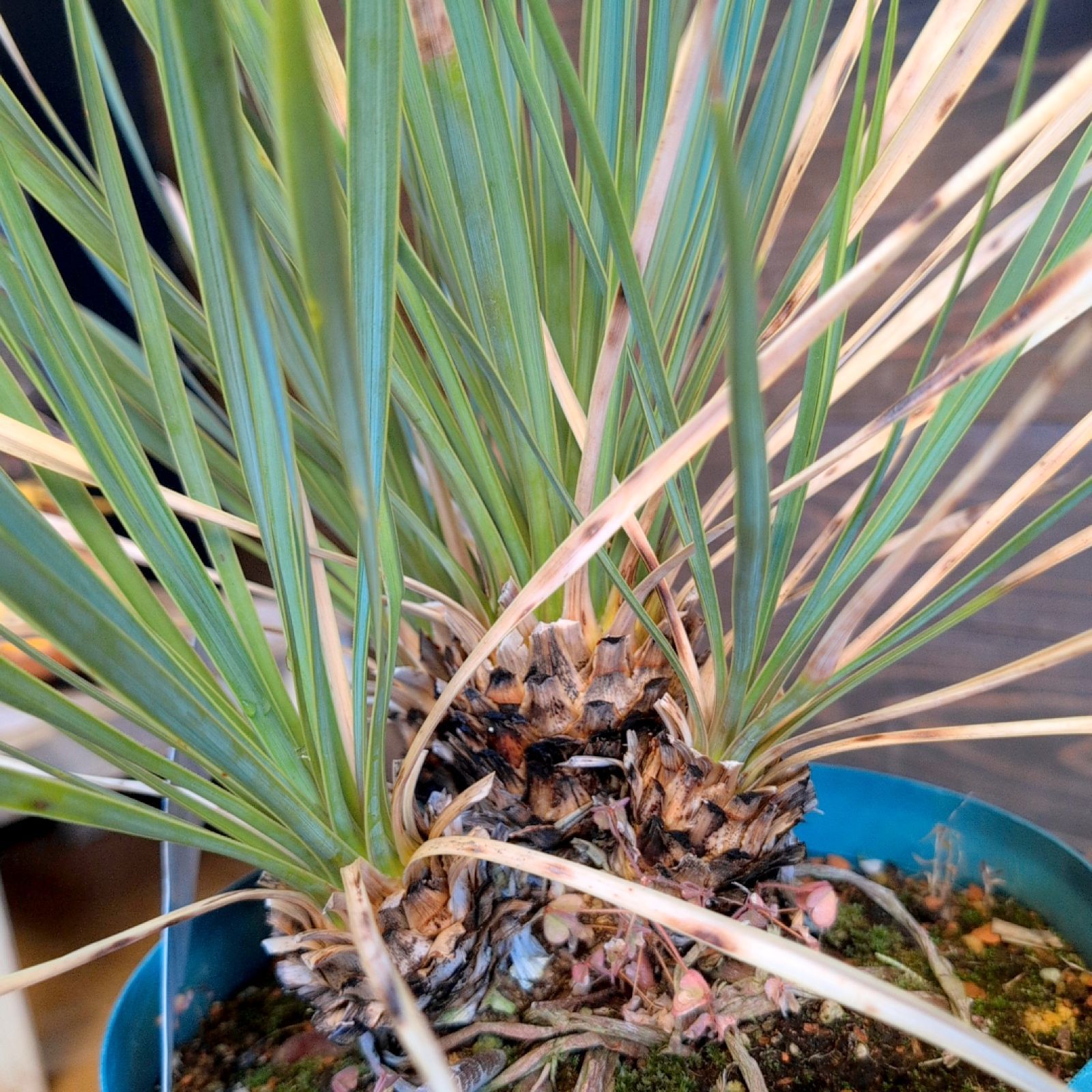 ユッカ ロストラータクワトロヘッド【現品発送】 4頭 実生株 鉢のまま