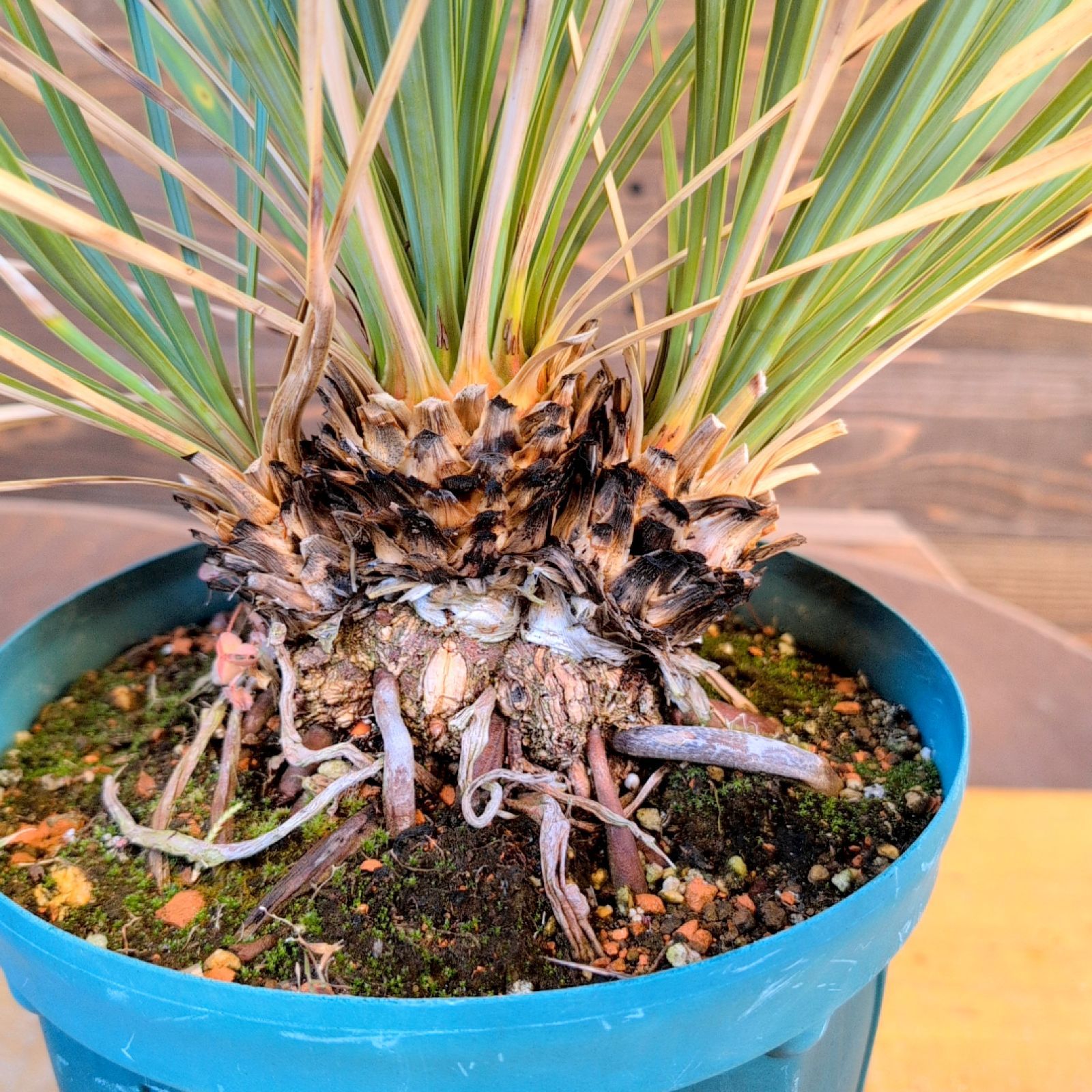 ユッカ ロストラータクワトロヘッド【現品発送】 4頭 実生株 鉢のまま