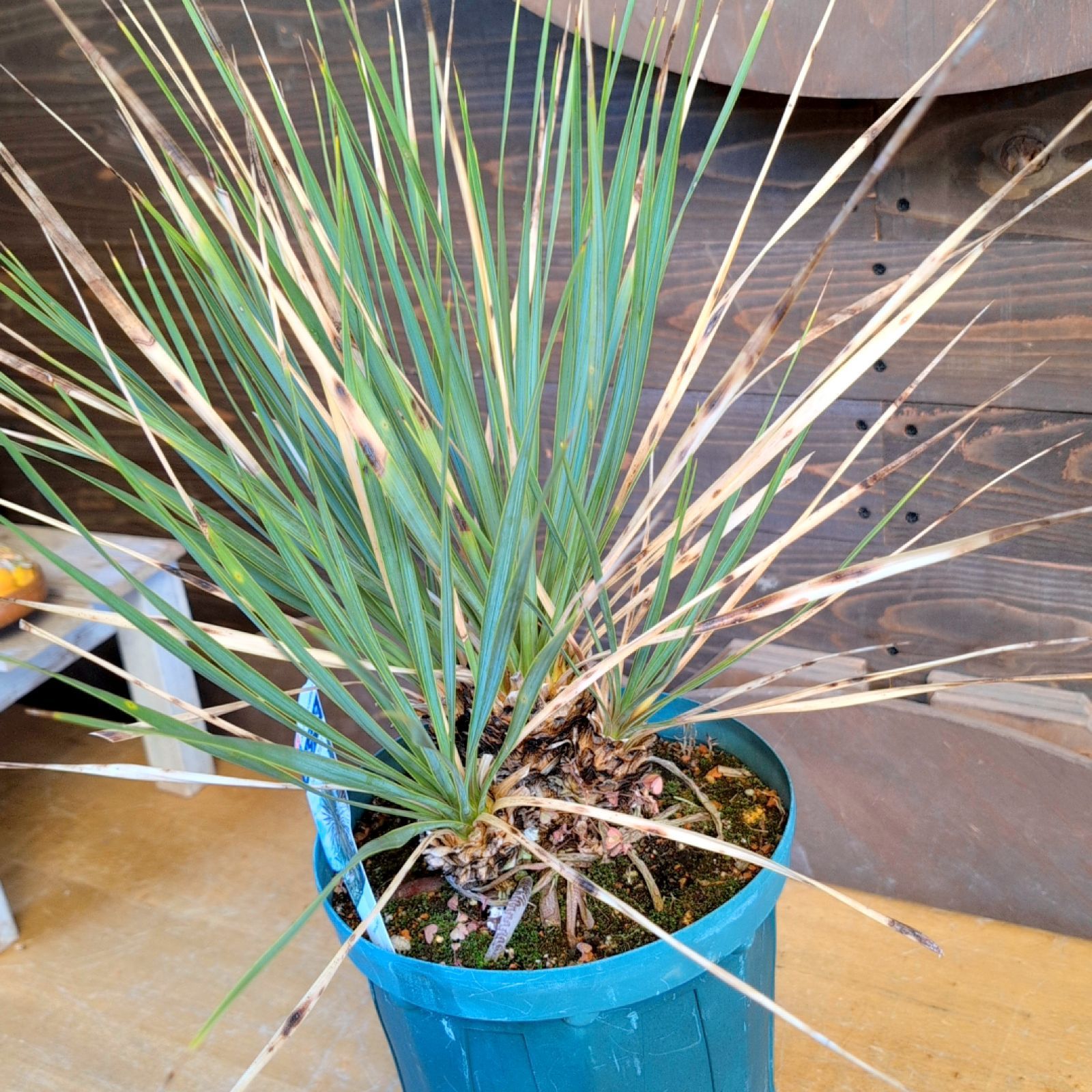 ユッカ ロストラータクワトロヘッド【現品発送】 4頭 実生株 鉢のまま