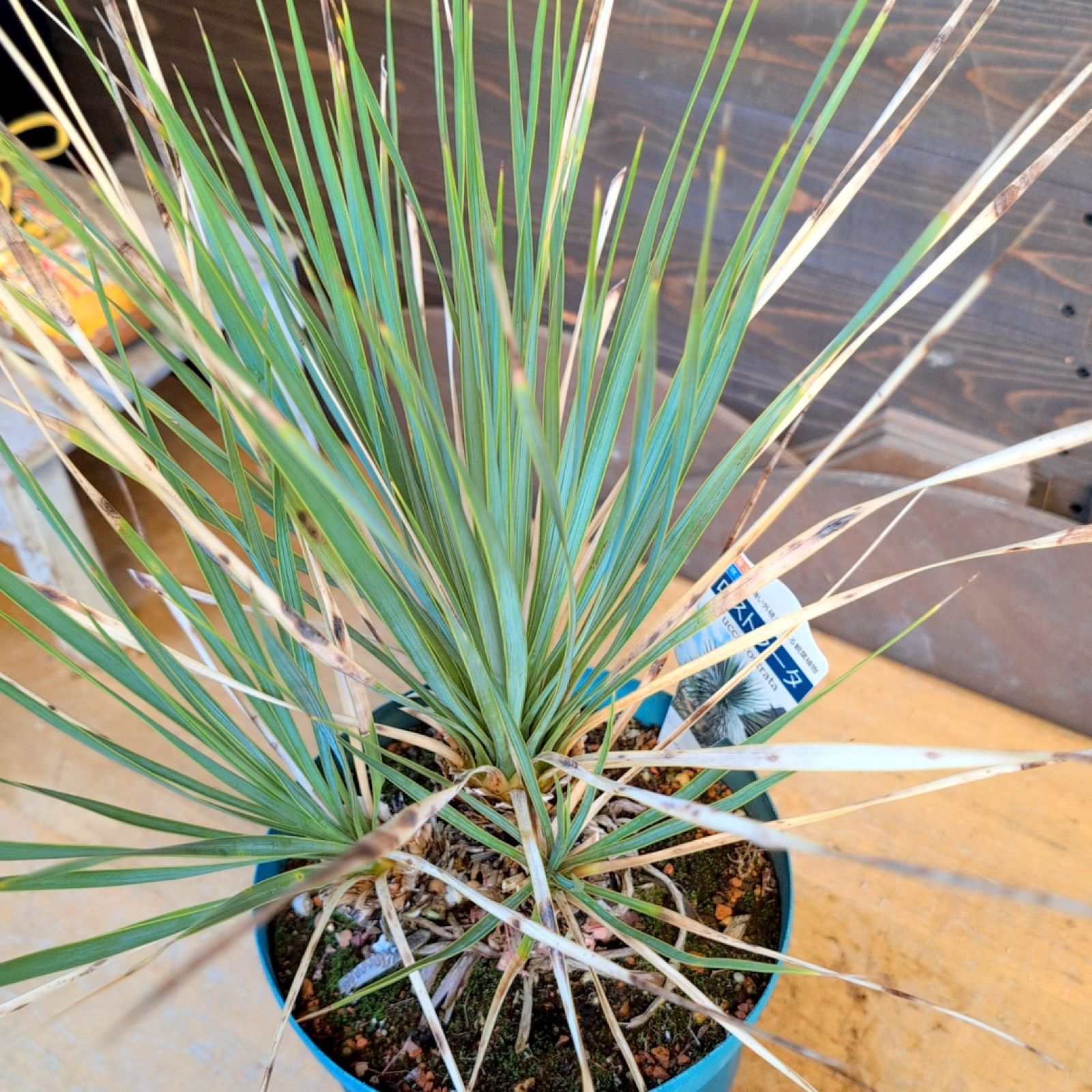 ユッカ ロストラータクワトロヘッド【現品発送】 4頭 実生株 鉢のまま