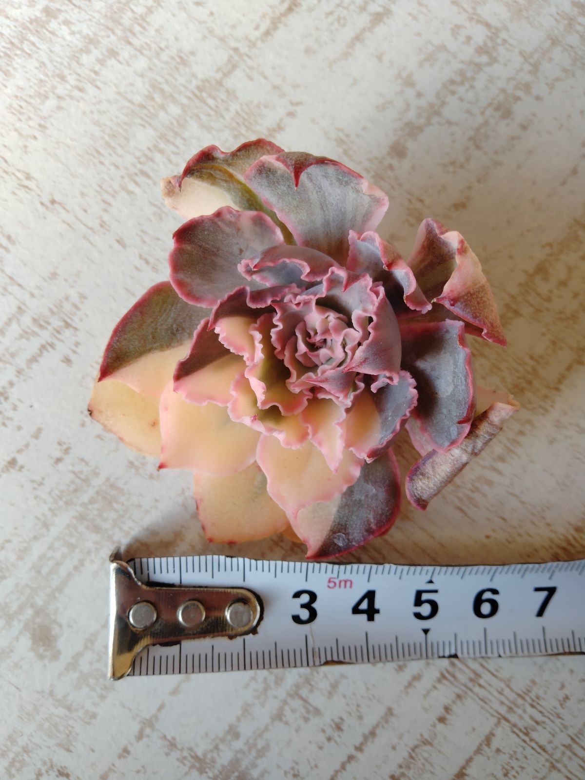 メルカリ便 フィレンツェ錦 小苗 - メルカリ