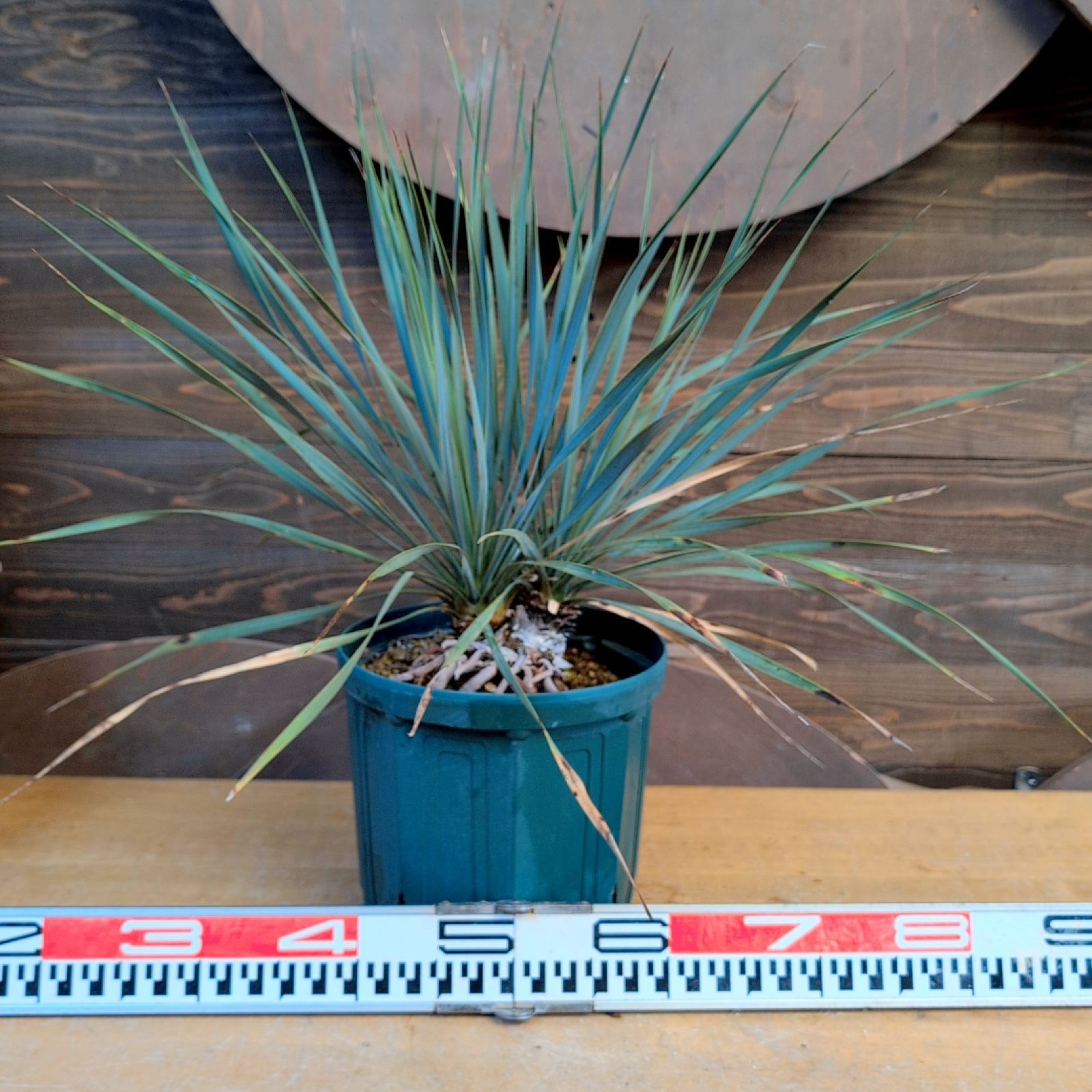 ユッカロストラータ ダブルヘッド【現品発送】実生株 鉢のまま発送 C