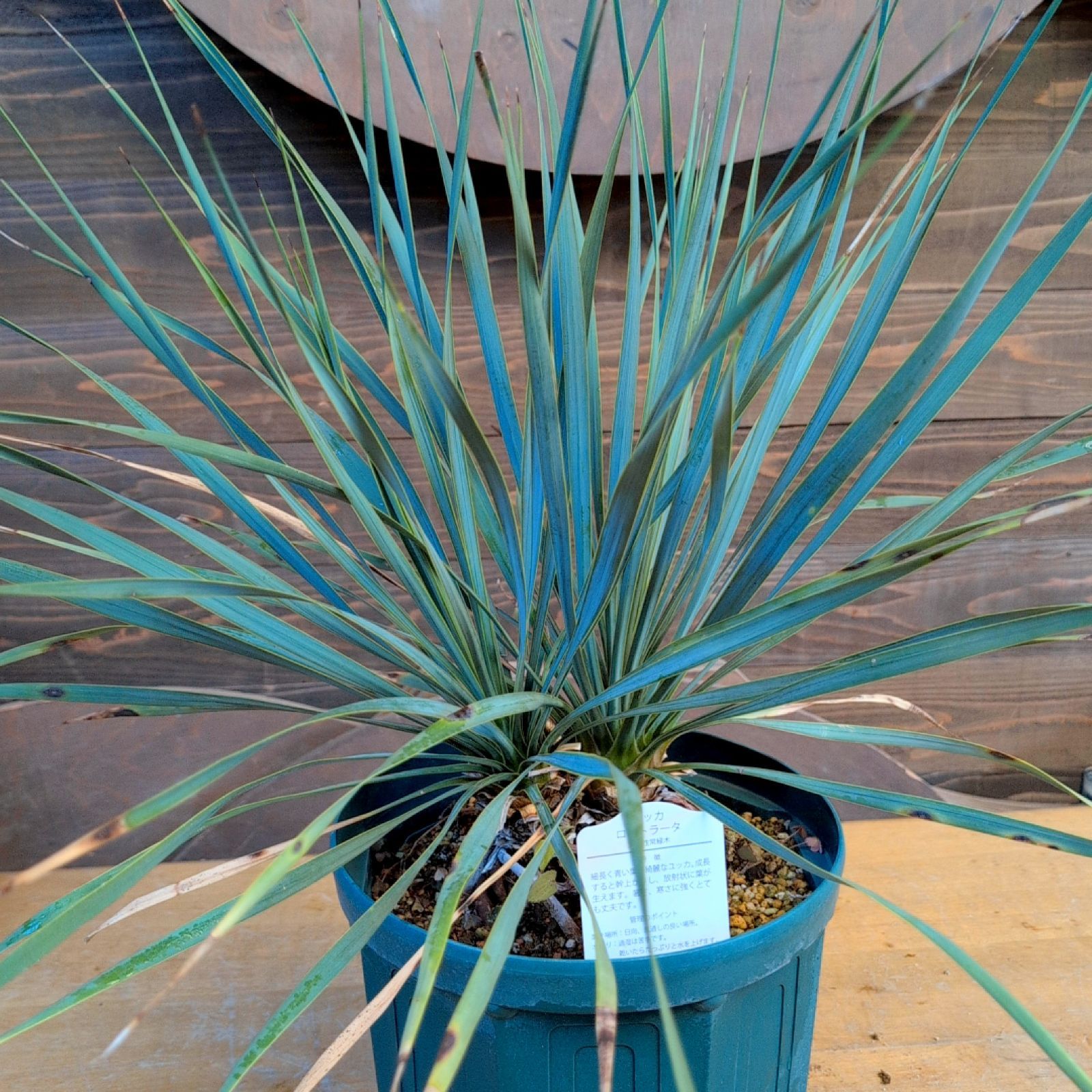 ユッカロストラータ ダブルヘッド【現品発送】実生株 鉢のまま発送 C