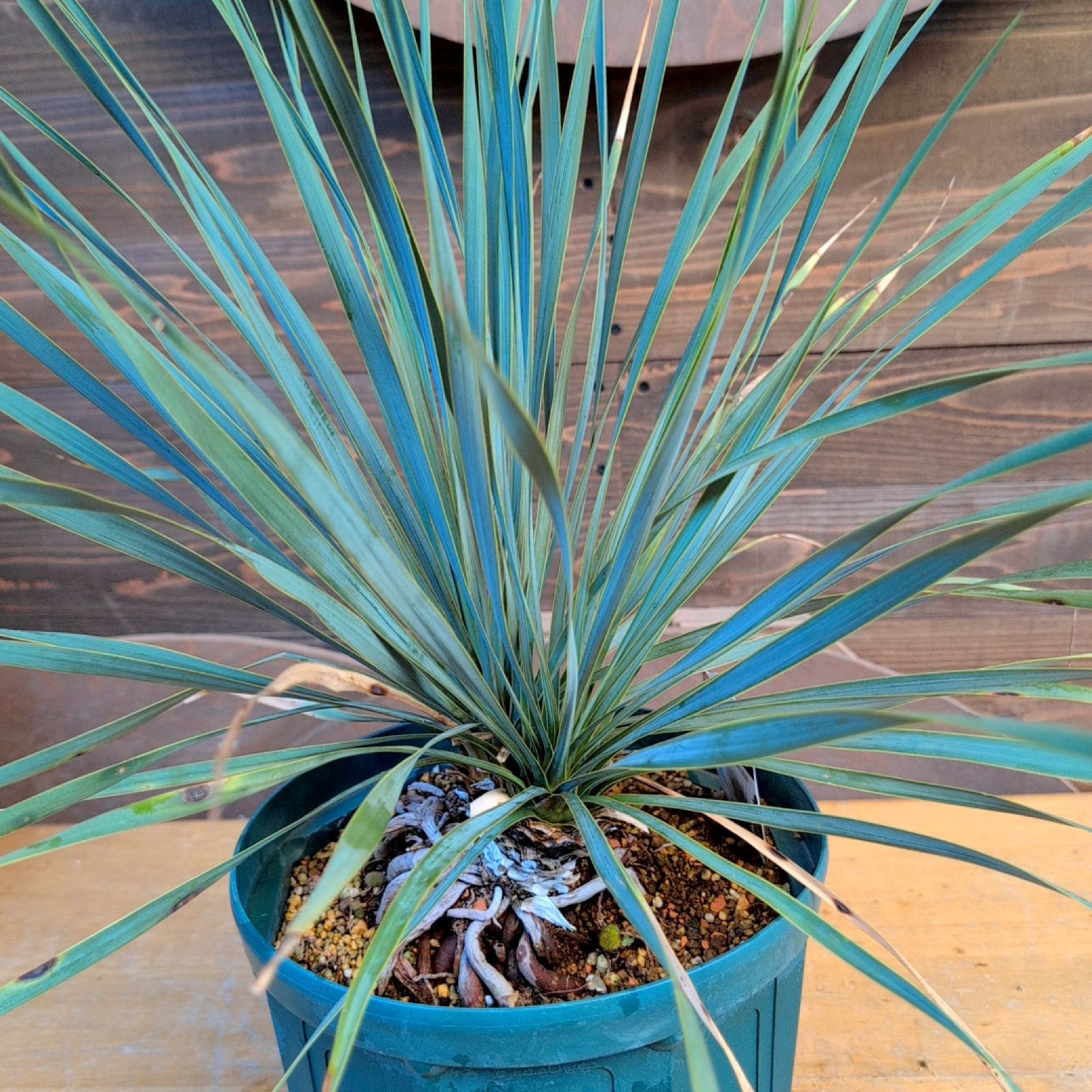 ユッカロストラータ ダブルヘッド【現品発送】実生株 鉢のまま発送 C