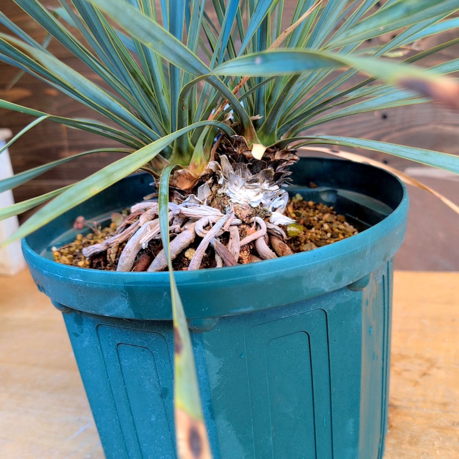 ユッカロストラータ ダブルヘッド【現品発送】実生株 鉢のまま発送 C