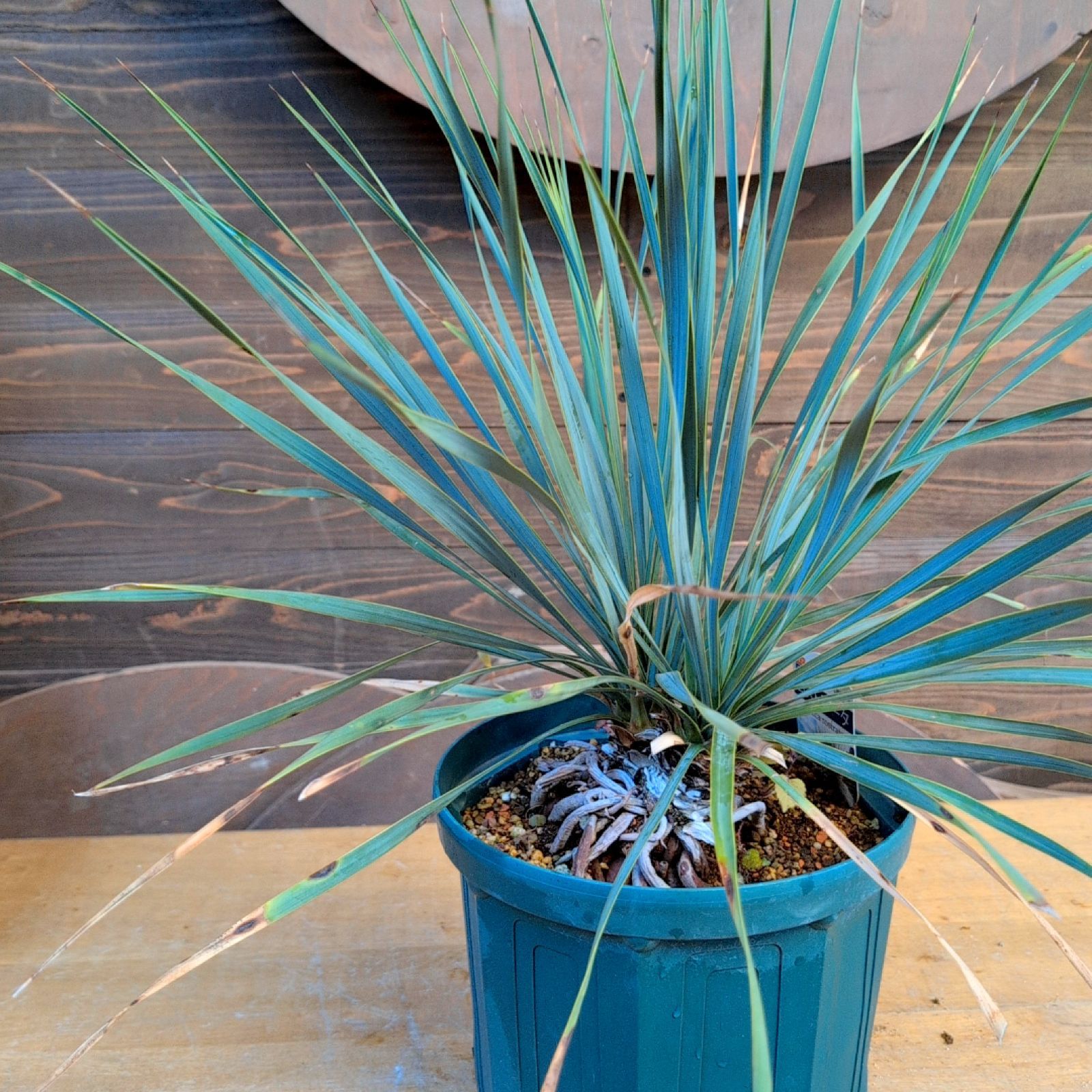 ユッカロストラータ ダブルヘッド【現品発送】実生株 鉢のまま発送 C