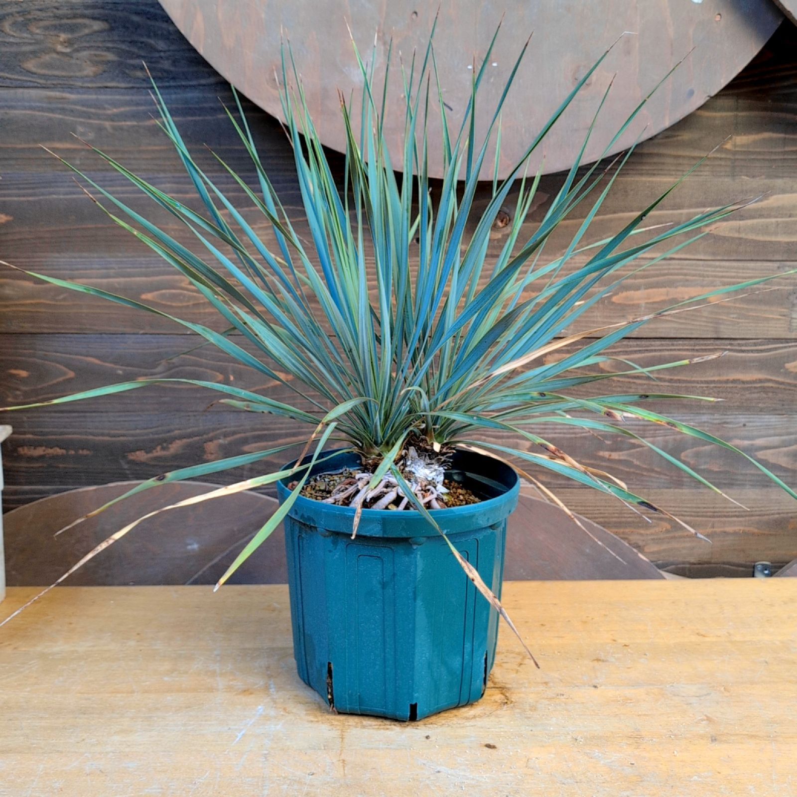 ユッカロストラータ ダブルヘッド【現品発送】実生株 鉢のまま発送 C