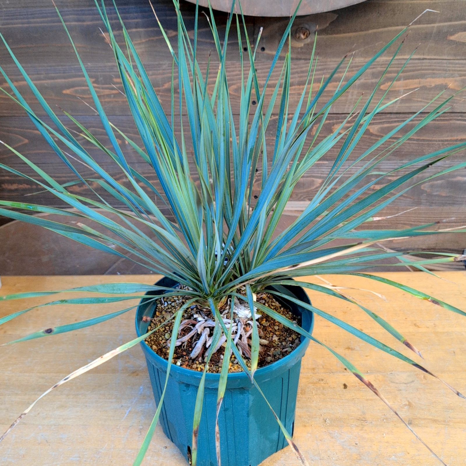 ユッカロストラータ ダブルヘッド【現品発送】実生株 鉢のまま発送 C