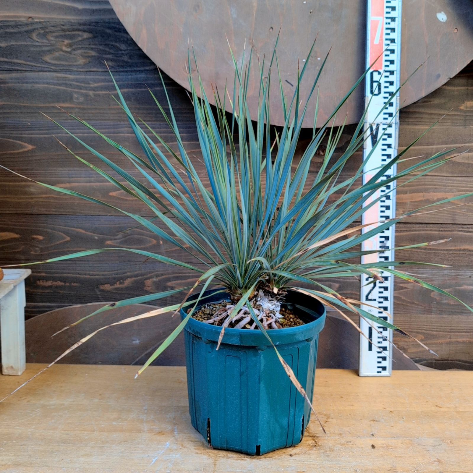 ユッカ　ロストラータ　ダブルヘッド　大株 ロストラータも2、4ヘッドが入荷です。 | ブログ | 愛知の植物販売なら