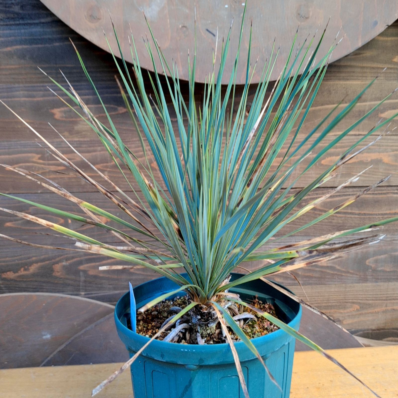 ユッカロストラータ ダブルヘッド【現品発送】実生株 鉢のまま発送 A