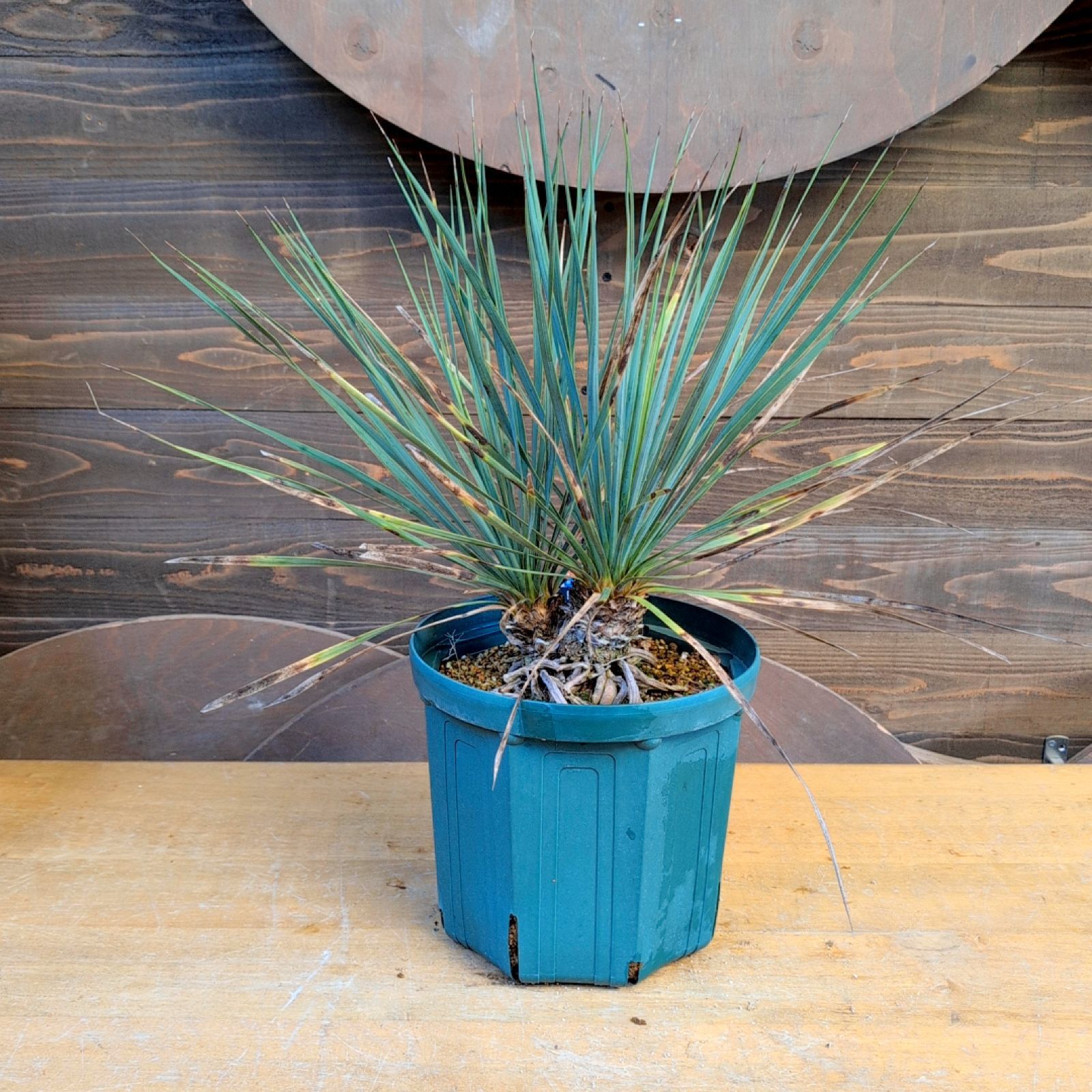 ユッカ ロストラータ サファイアスカイズ ダブルヘッド 抜き苗メルカリ便で発送 ユッカロストラータ ダブルヘッド【現品発送】実生株 鉢のまま発送 A