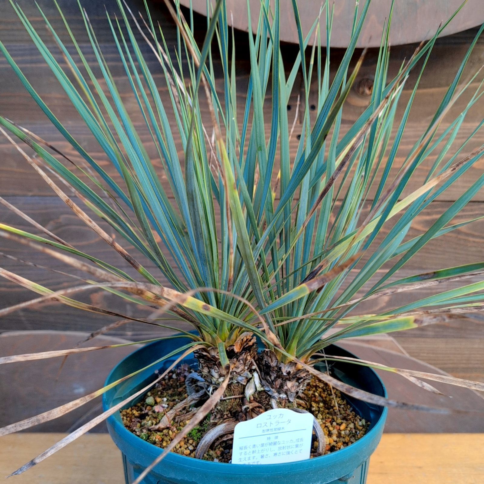 ユッカロストラータ ダブルヘッド【現品発送】実生株 鉢のまま発送 A