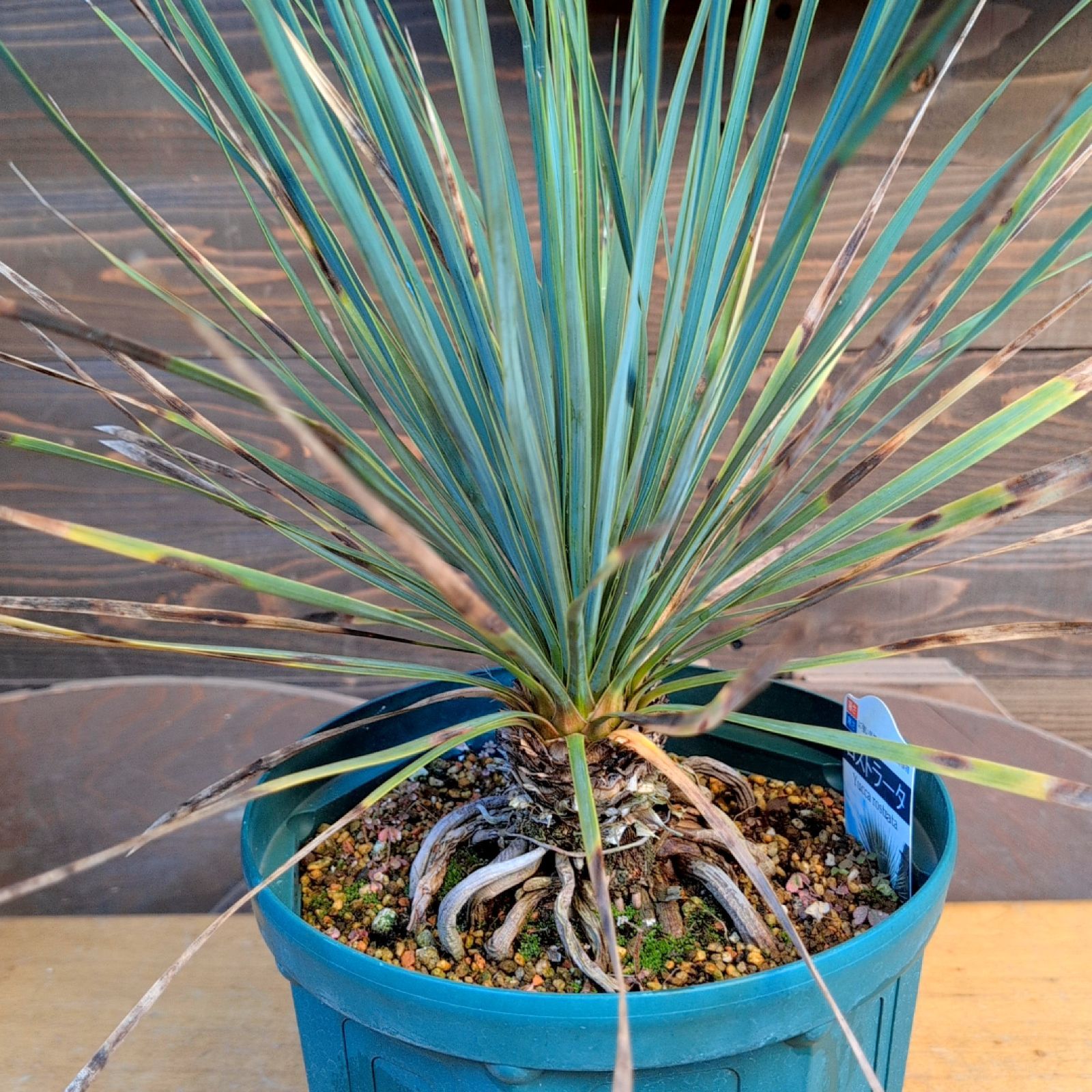 ユッカ　ロストラータ　ダブルヘッド　大株 ユッカロストラータ ダブルヘッド【現品発送】実生株 鉢のまま発送 A