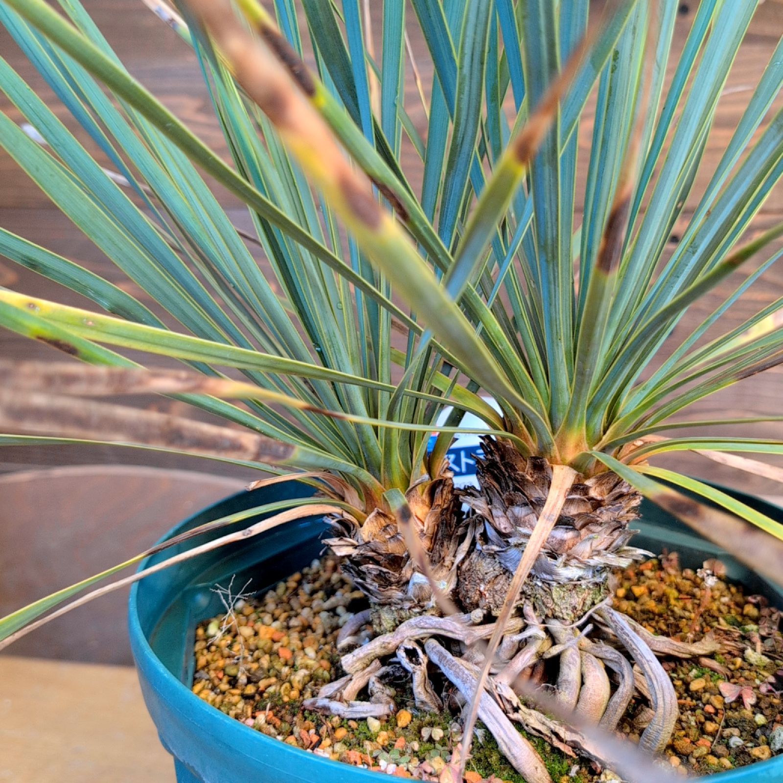 ユッカロストラータ ダブルヘッド【現品発送】実生株 鉢のまま発送 A