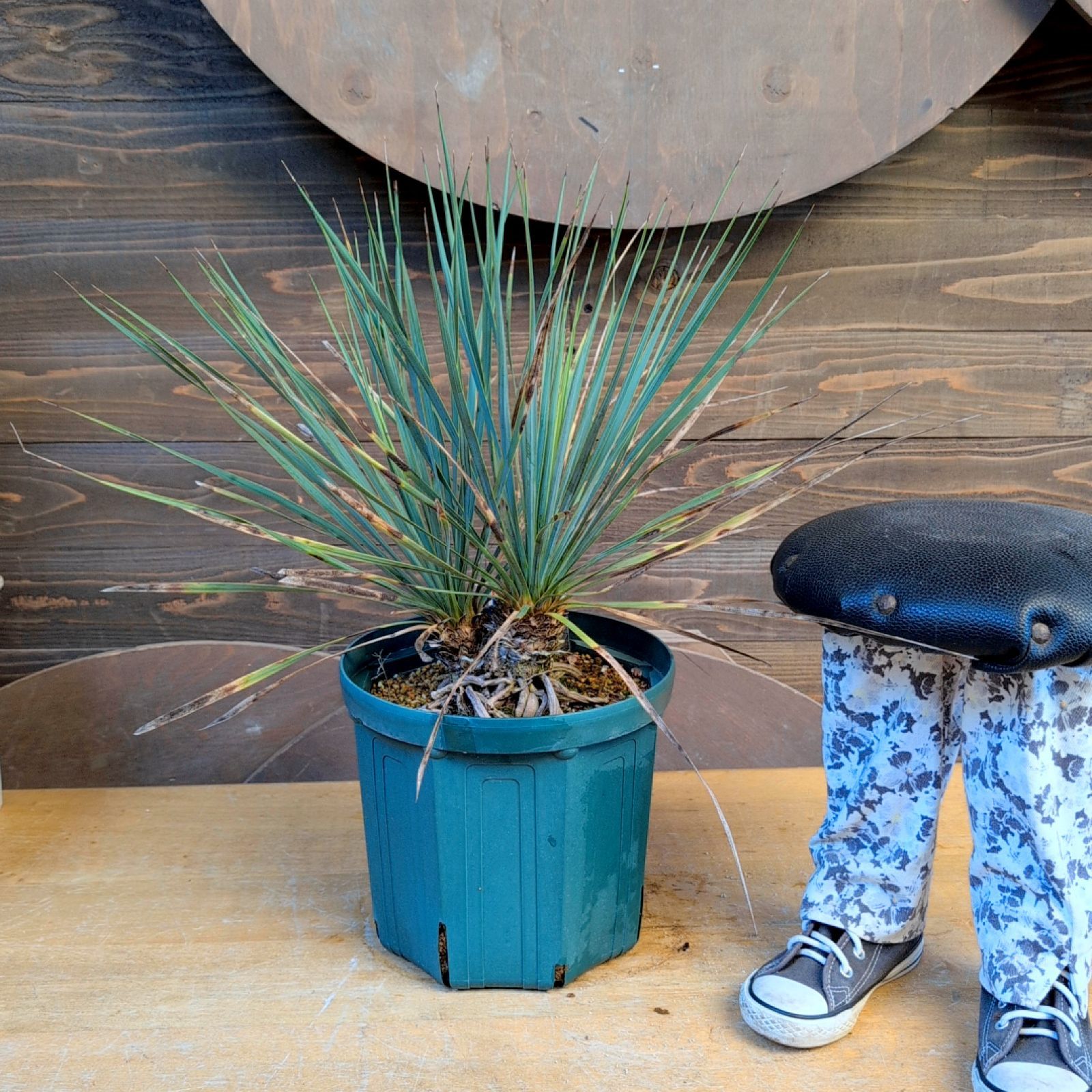 ユッカ ロストラータ サファイアスカイズ ダブルヘッド 抜き苗メルカリ便で発送 ユッカロストラータ ダブルヘッド【現品発送】実生株 鉢のまま発送 A