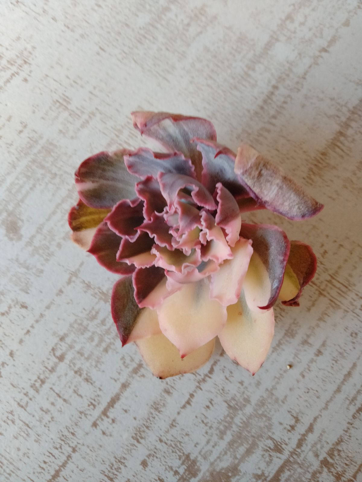 メルカリ便　フィレンツェ錦　韓国苗 メルカリ便 フィレンツェ錦 韓国苗 多肉植物 メルカリ便 フィレンツェ