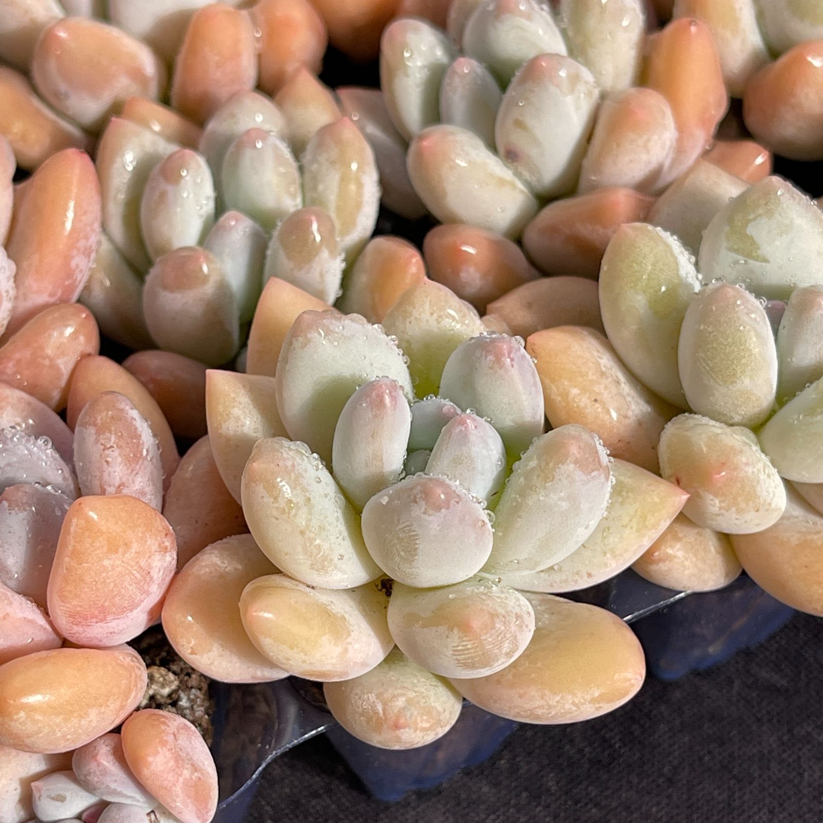 大人気セット オレンジモンロー MZ12×16株 土付き 詰め合わせ 韓国苗