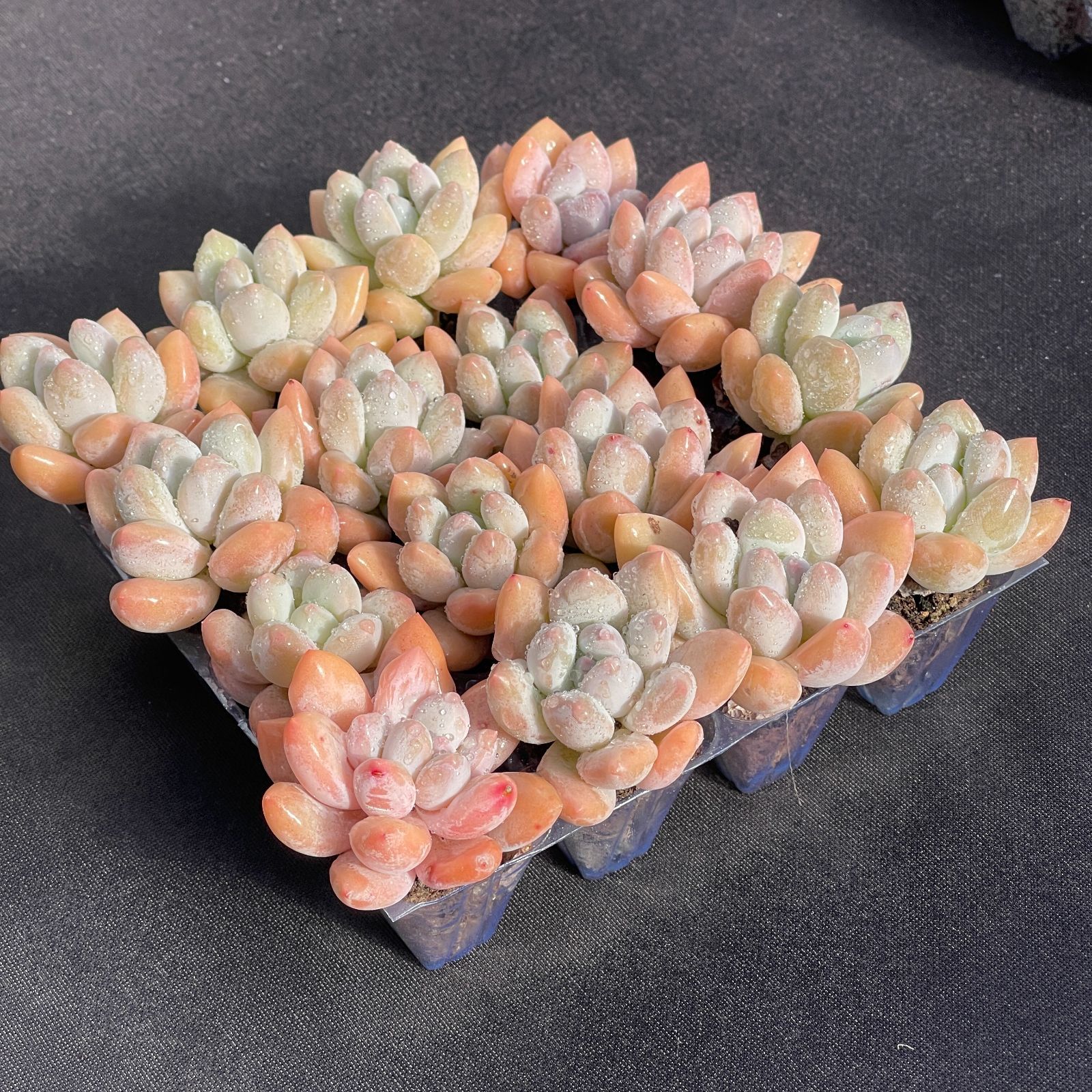 大人気セット オレンジモンロー MZ12×16株 土付き 詰め合わせ 韓国苗