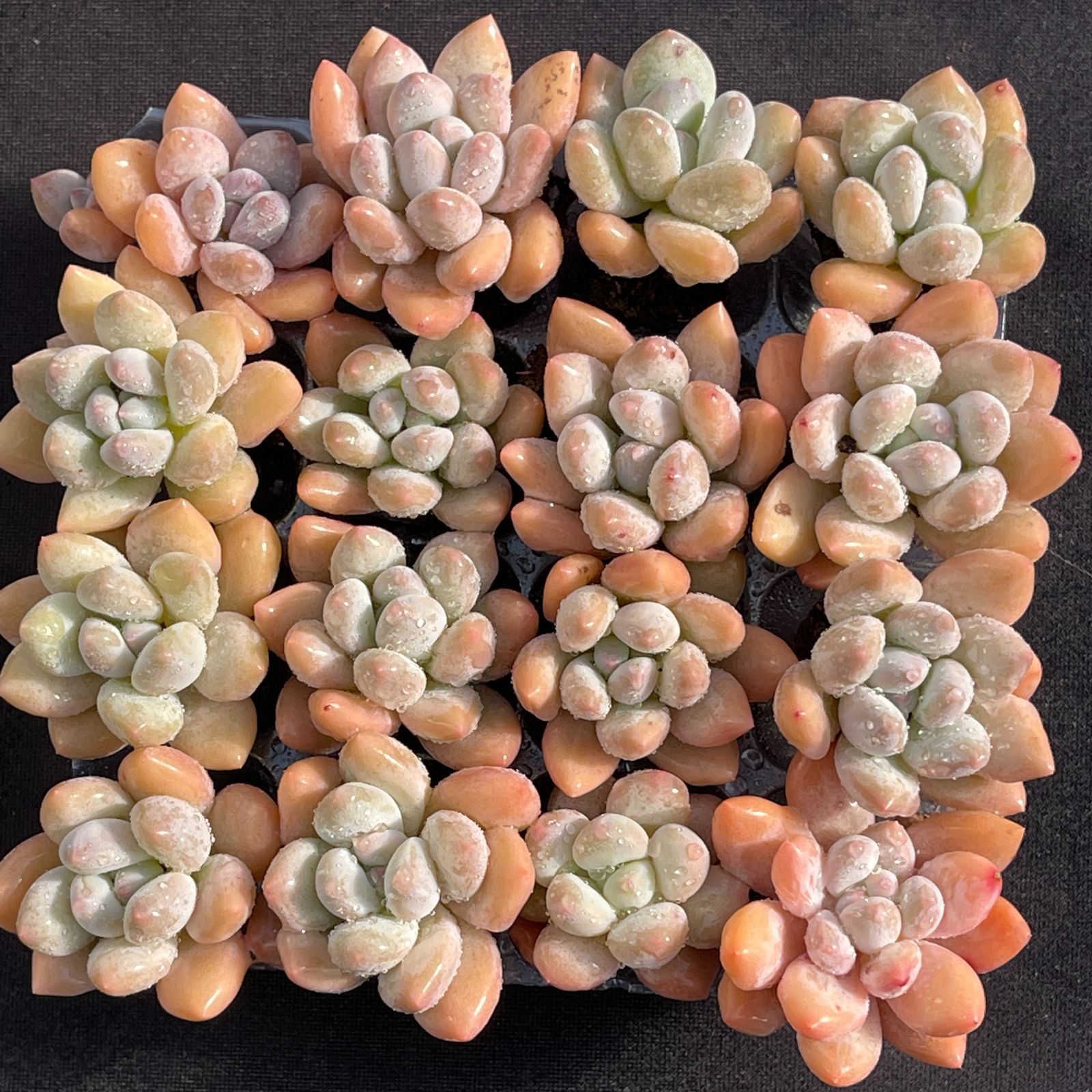 多肉植物 韓国苗 オレンジモンロー 大きめ 抜き苗 大人気セット