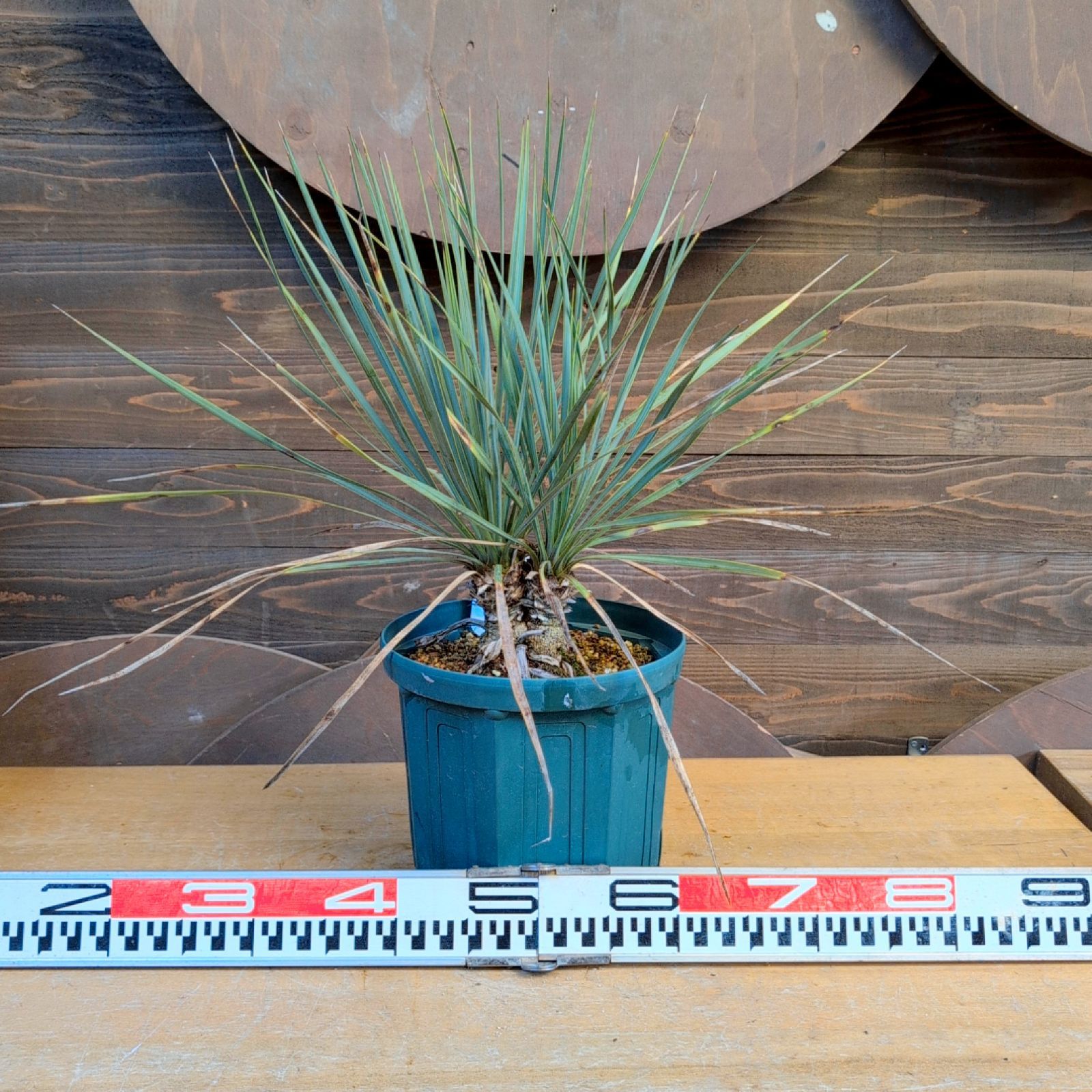 ユッカロストラータ ダブルヘッド【現品発送】実生株 鉢のまま発送 B