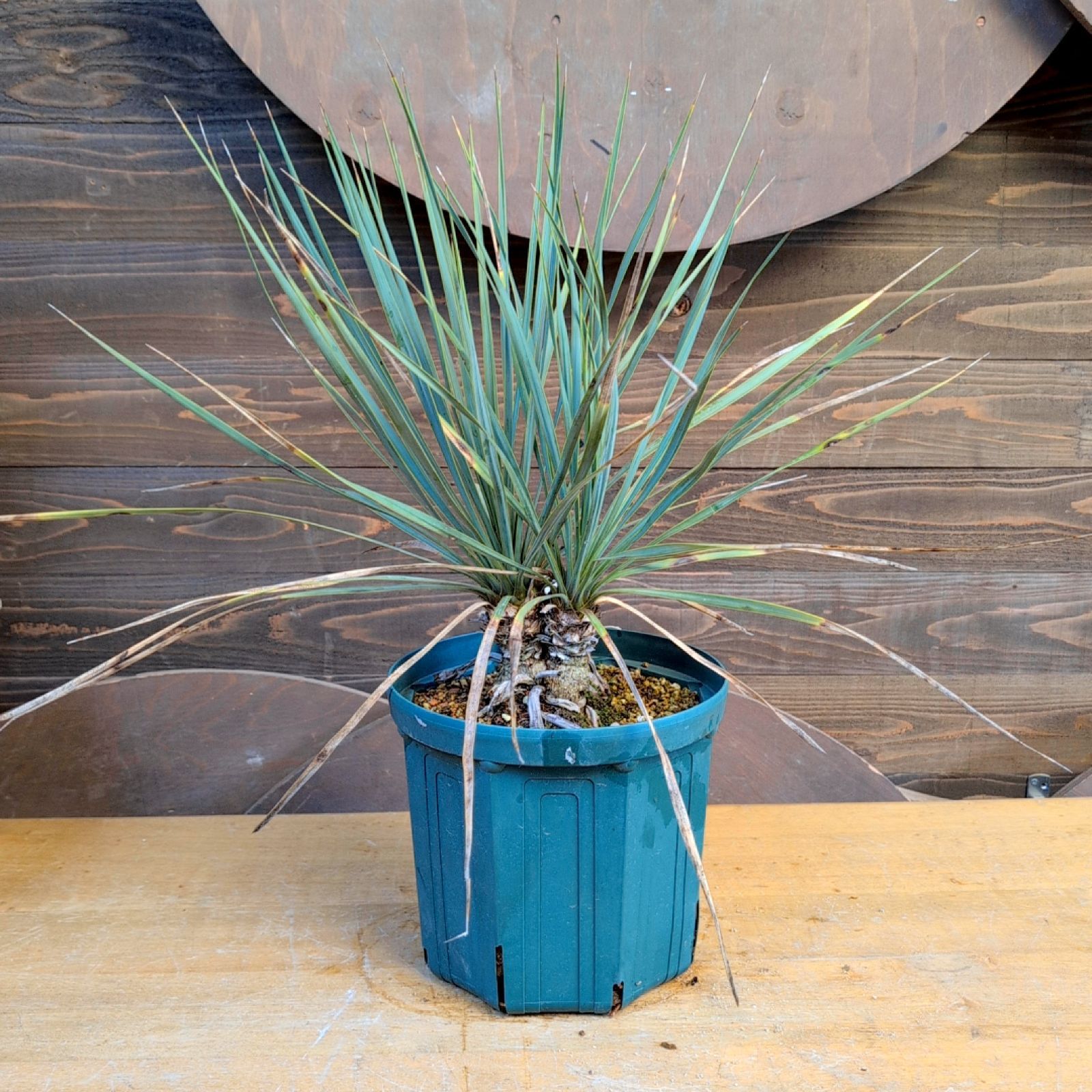 ユッカロストラータ ダブルヘッド【現品発送】実生株 鉢のまま発送 B