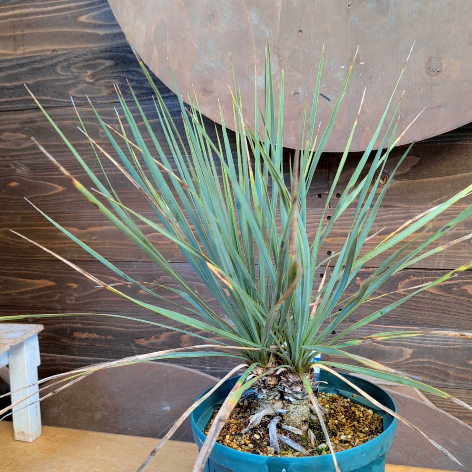 ユッカロストラータ ダブルヘッド【現品発送】実生株 鉢のまま発送 B