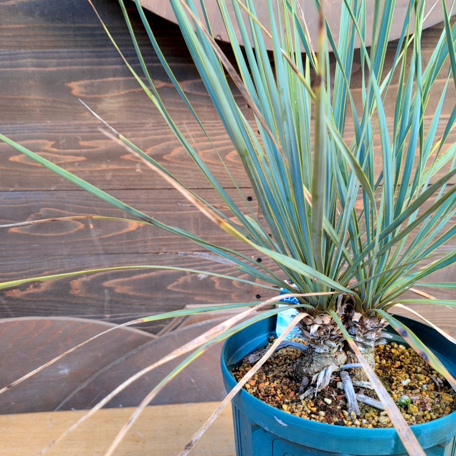 ユッカロストラータ ダブルヘッド【現品発送】実生株 鉢のまま発送 B