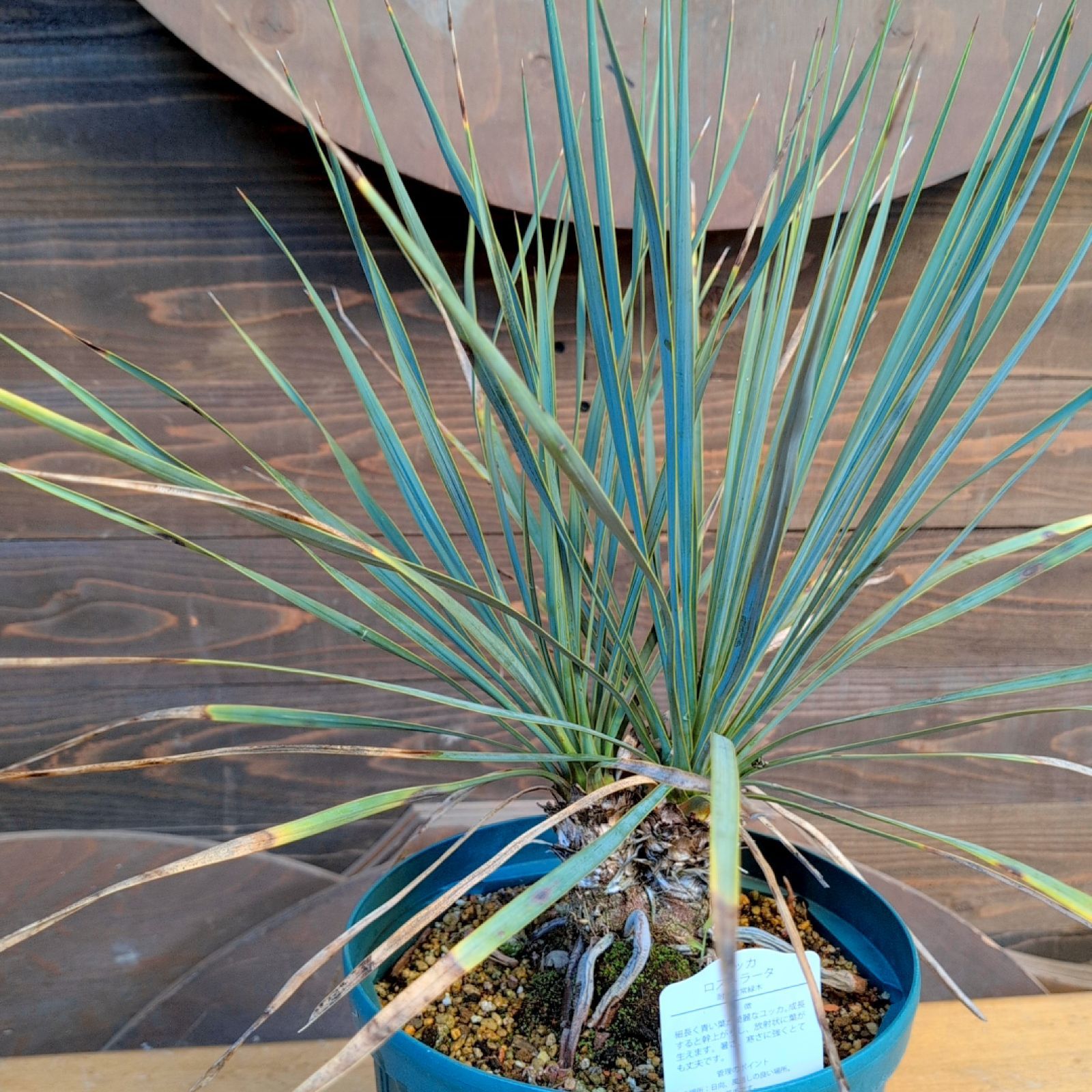 観葉植物 ユッカ ロストラータ B