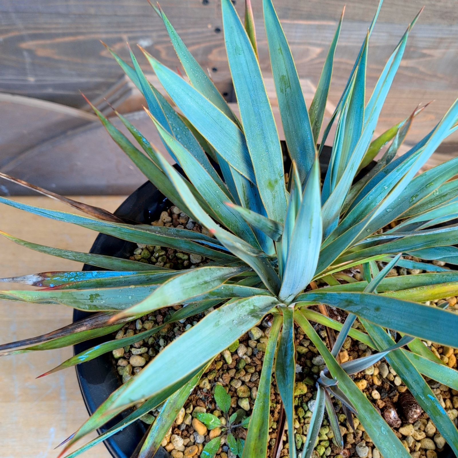 ユッカ シルバーアニバーサリー 現品発送 鉢のまま発送